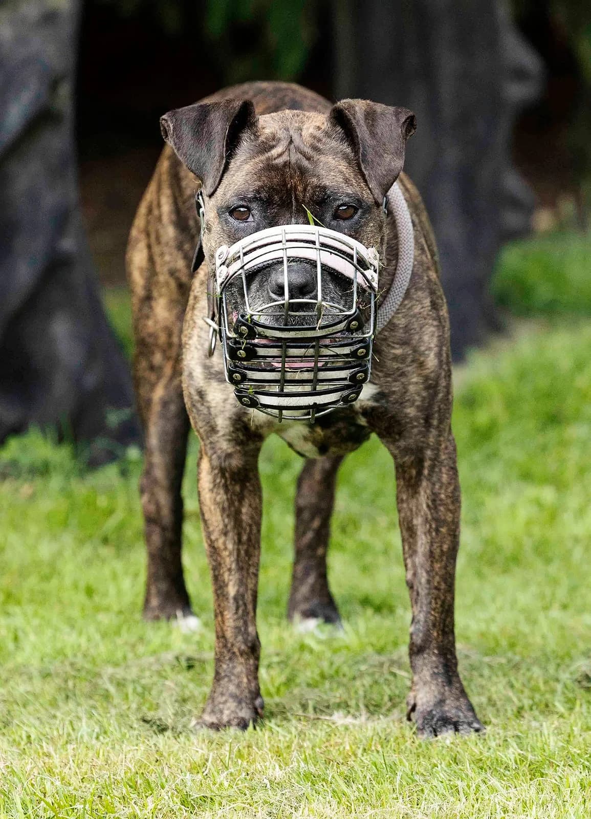 Aria, female Staffordshire Bull Terrier for adoption at Tierheim Bielefeld, Bielefeld — photo 2 of 5