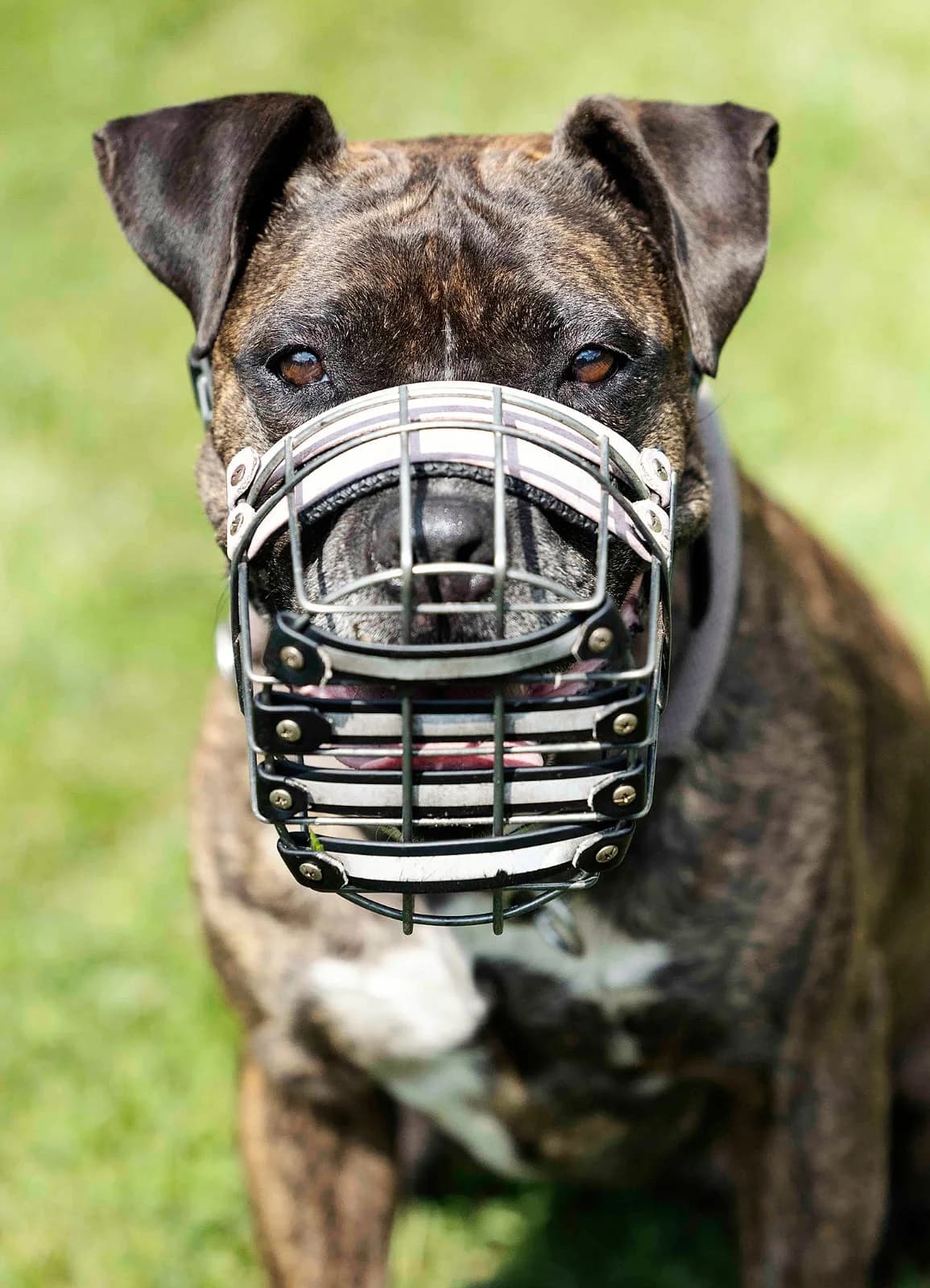 Aria, female Staffordshire Bull Terrier for adoption at Tierheim Bielefeld, Bielefeld — photo 3 of 5