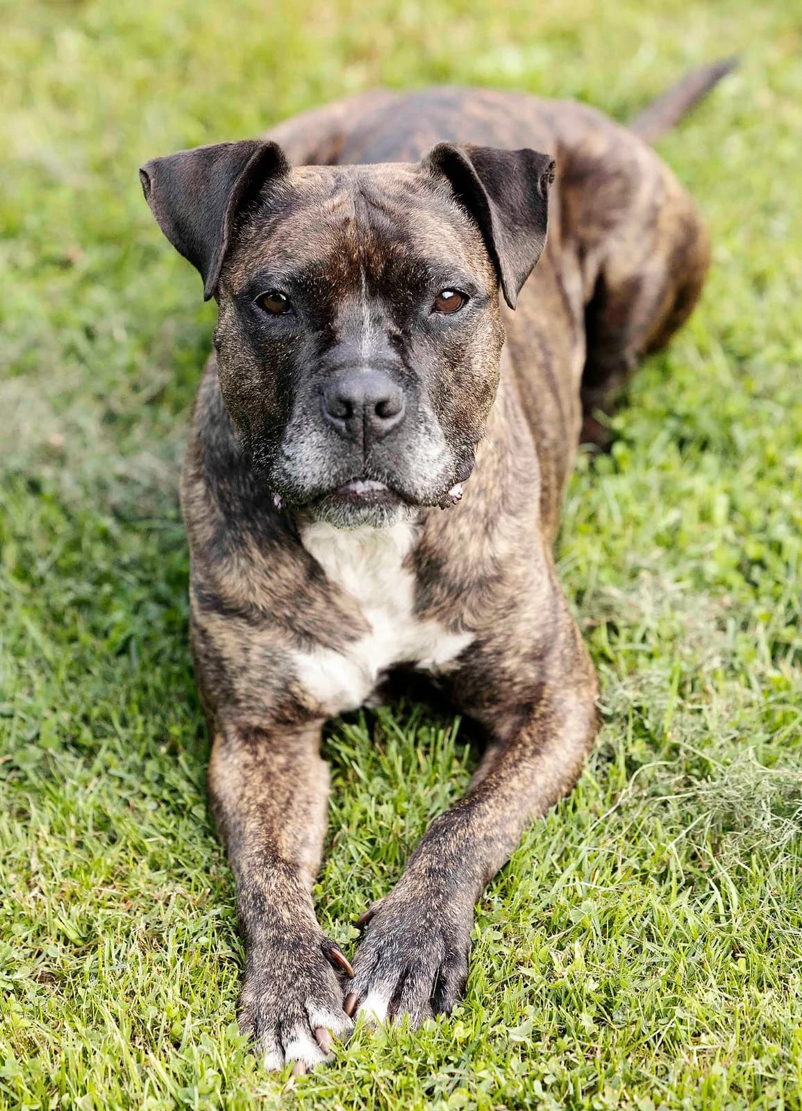 Aria, female Staffordshire Bull Terrier for adoption at Tierheim Bielefeld, Bielefeld — photo 4 of 5