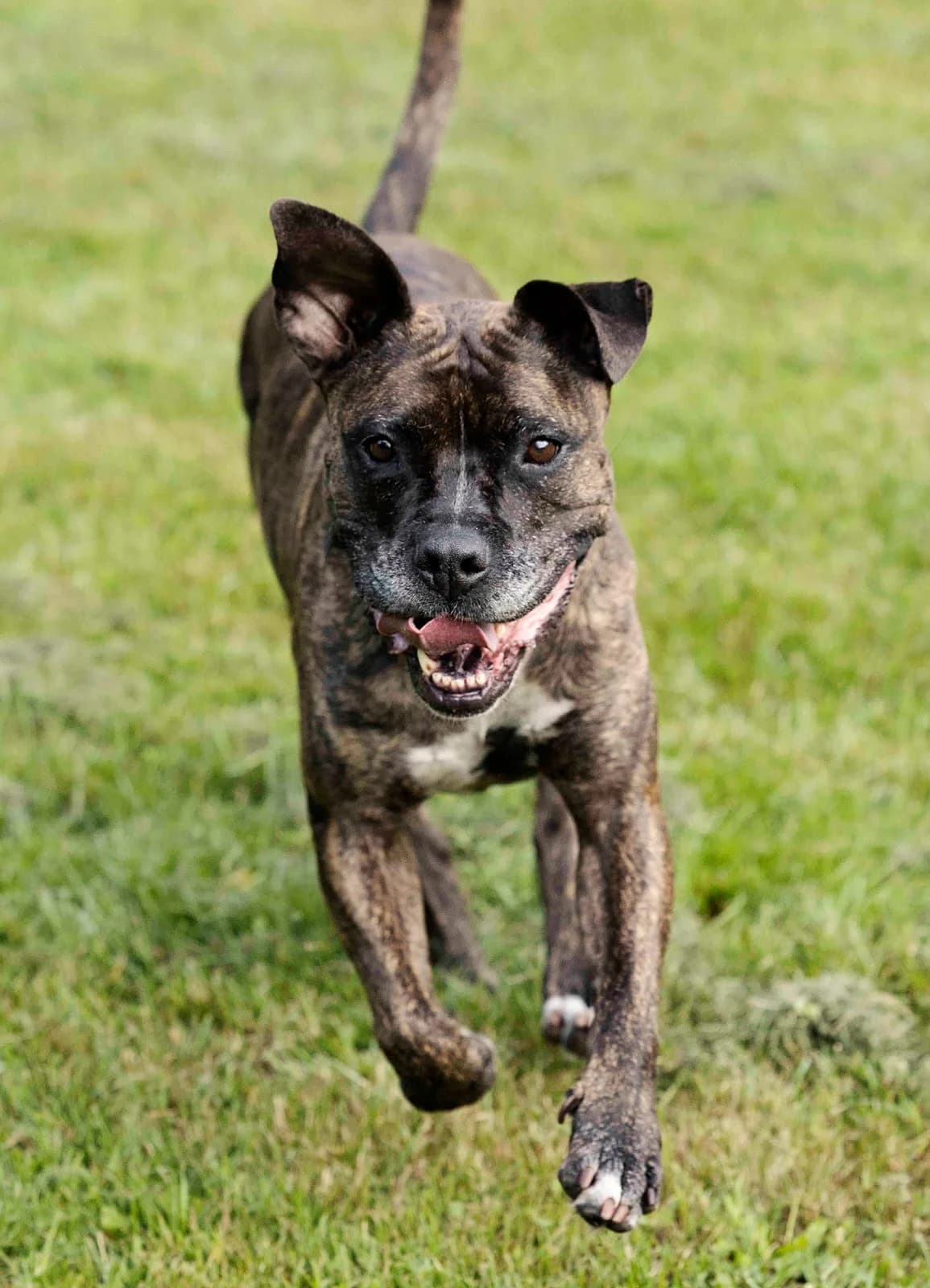 Aria, female Staffordshire Bull Terrier for adoption at Tierheim Bielefeld, Bielefeld — photo 5 of 5