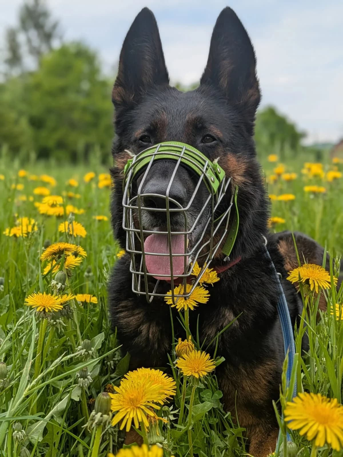 Miko, male German Shepherd for adoption at Tierheim Bielefeld, Bielefeld