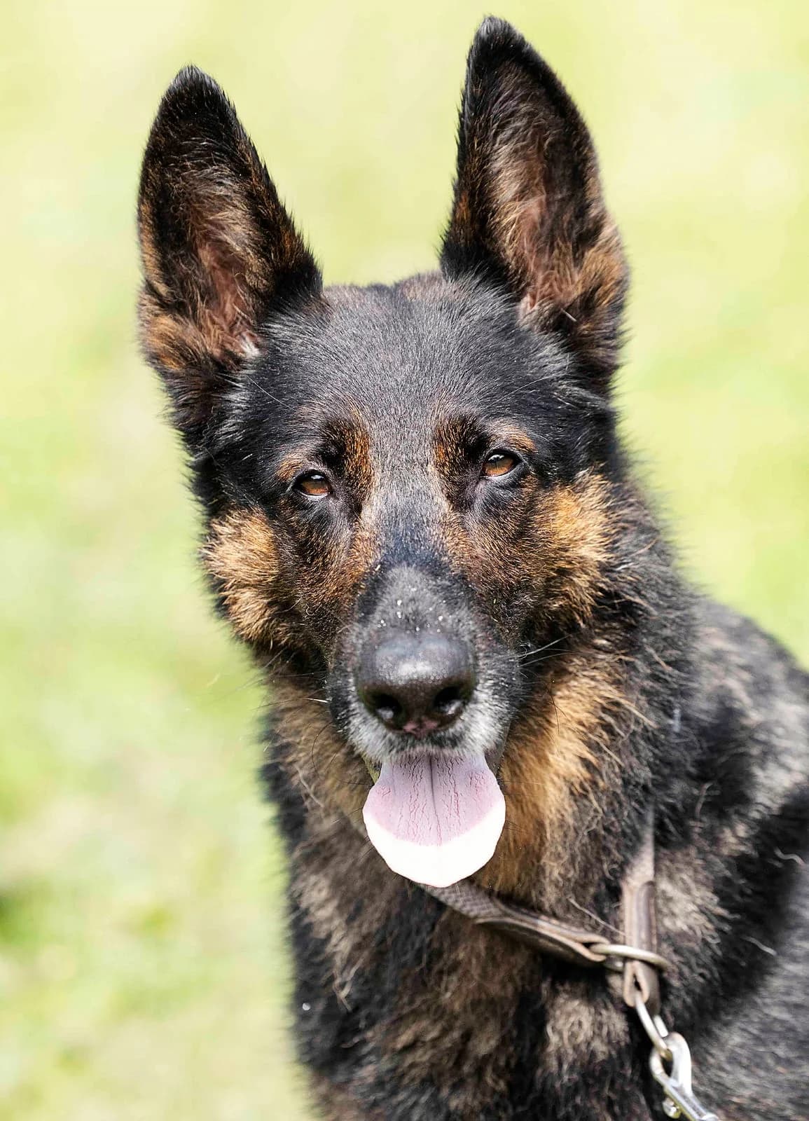 Miko, male German Shepherd for adoption at Tierheim Bielefeld, Bielefeld — photo 2 of 5