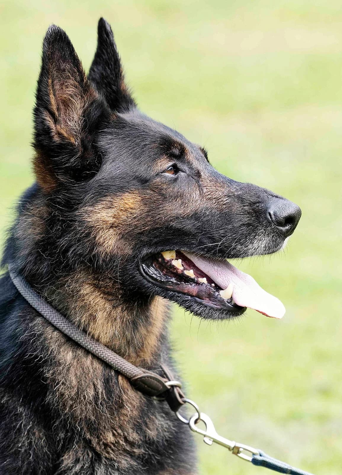Miko, male German Shepherd for adoption at Tierheim Bielefeld, Bielefeld — photo 3 of 5