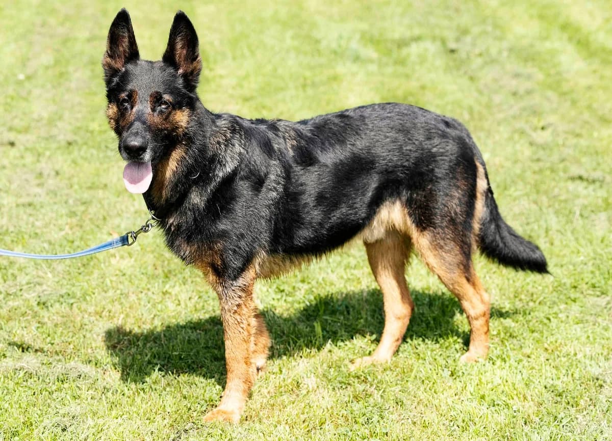 Miko, male German Shepherd for adoption at Tierheim Bielefeld, Bielefeld — photo 4 of 5