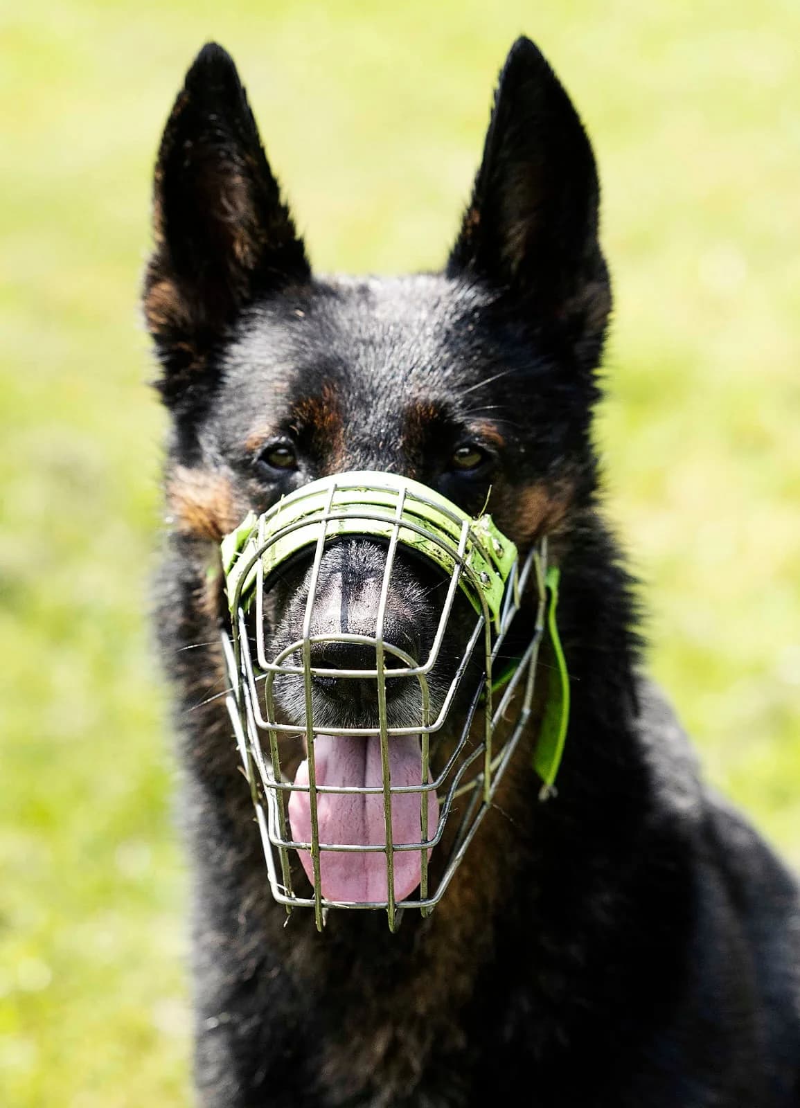 Miko, male German Shepherd for adoption at Tierheim Bielefeld, Bielefeld — photo 5 of 5