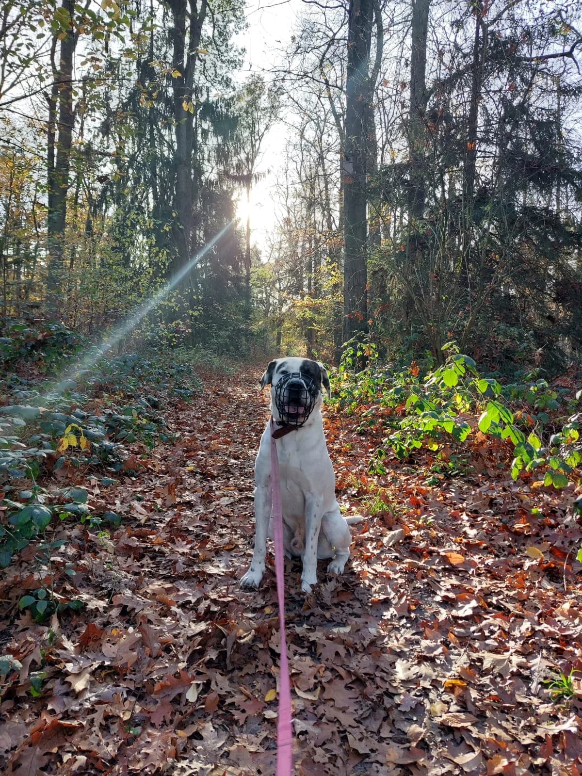 Konfetti, male mixed breed for adoption at Tierheim Bielefeld, Bielefeld