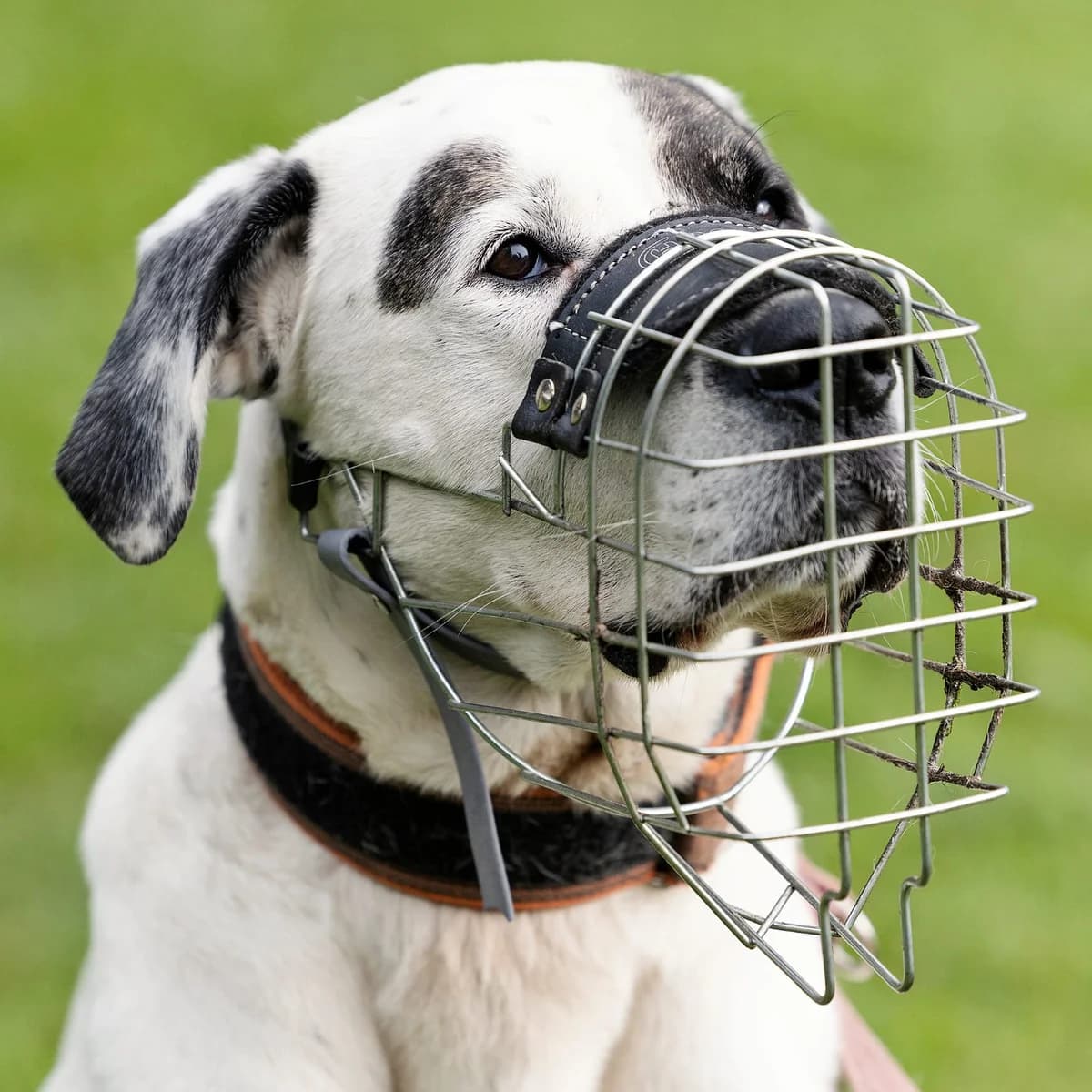 Konfetti, male mixed breed for adoption at Tierheim Bielefeld, Bielefeld — photo 2 of 6
