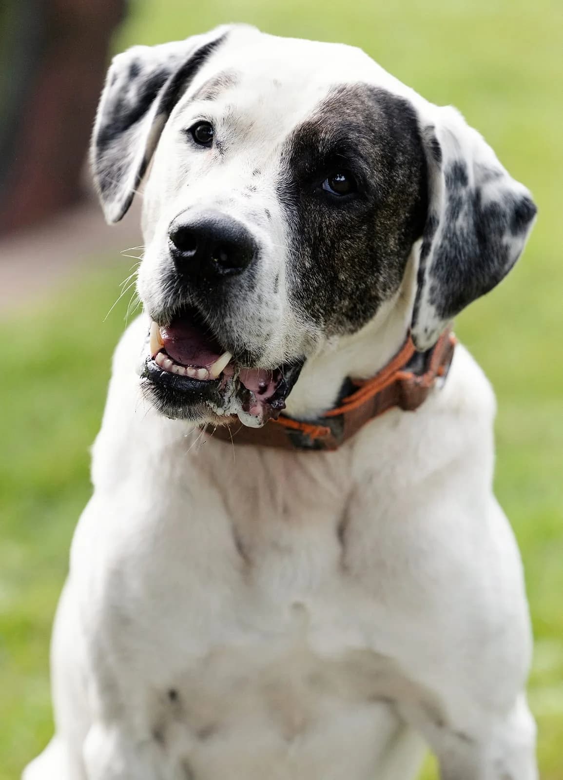Konfetti, male mixed breed for adoption at Tierheim Bielefeld, Bielefeld — photo 3 of 6
