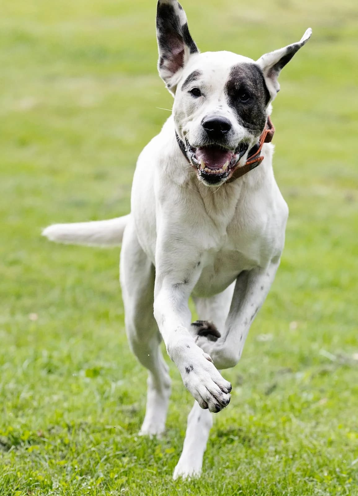 Konfetti, male mixed breed for adoption at Tierheim Bielefeld, Bielefeld — photo 4 of 6