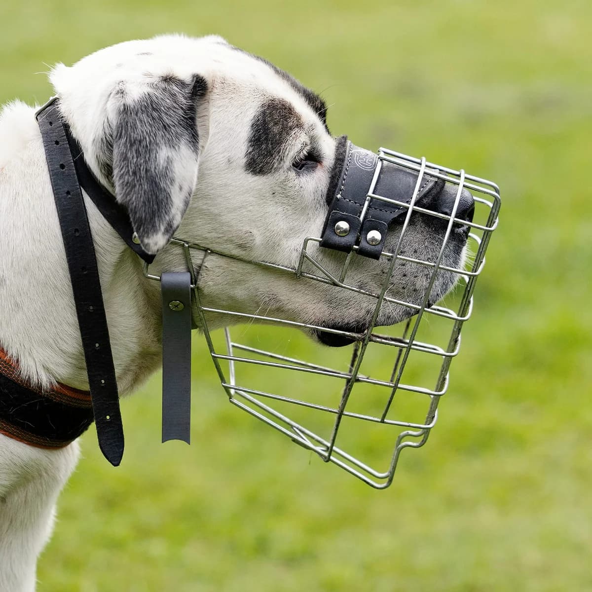 Konfetti, male mixed breed for adoption at Tierheim Bielefeld, Bielefeld — photo 5 of 6