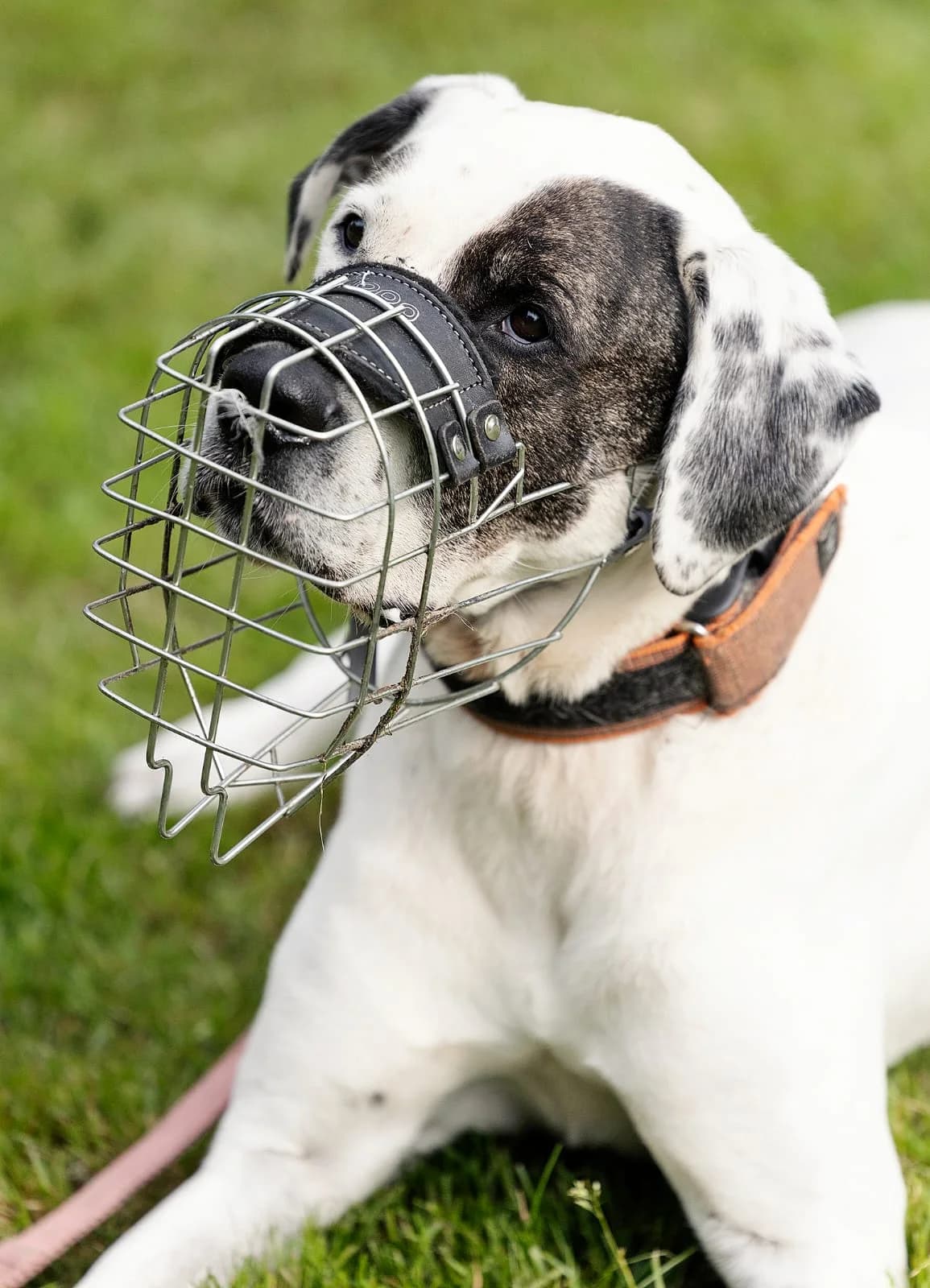 Konfetti, male mixed breed for adoption at Tierheim Bielefeld, Bielefeld — photo 6 of 6