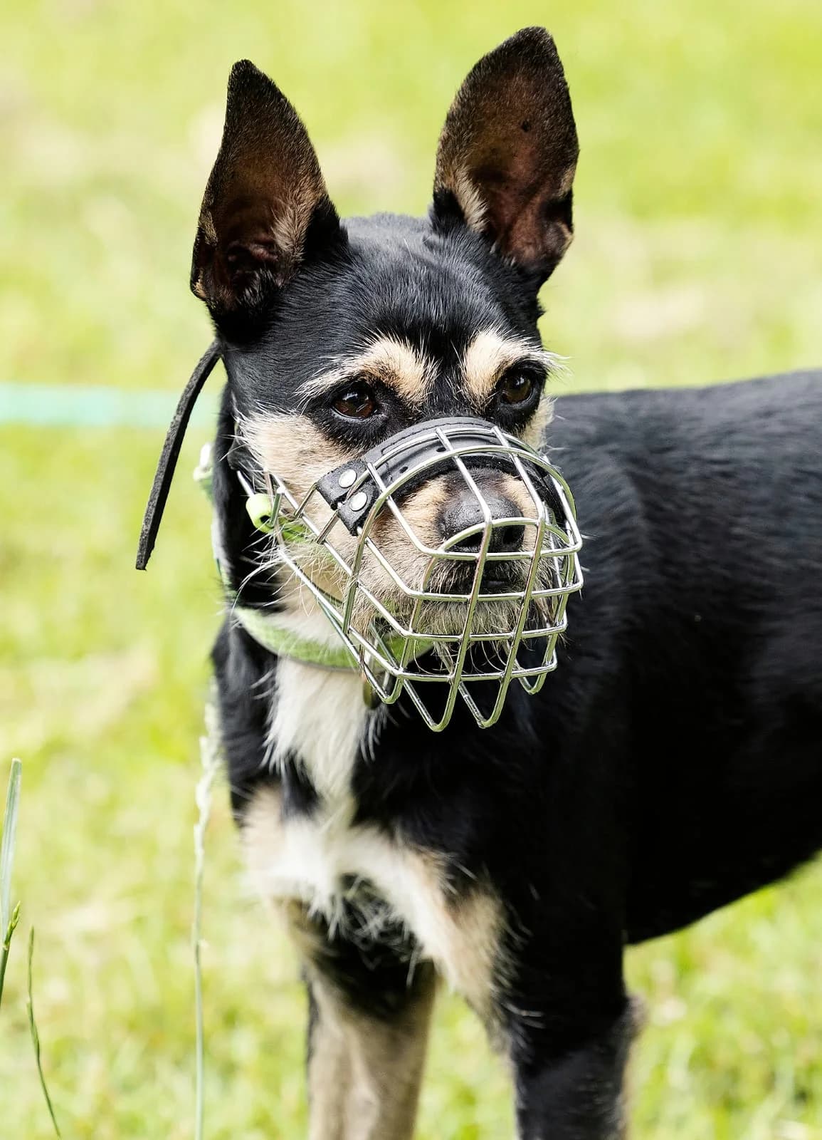 Patu, male mixed breed for adoption at Tierheim Bielefeld, Bielefeld
