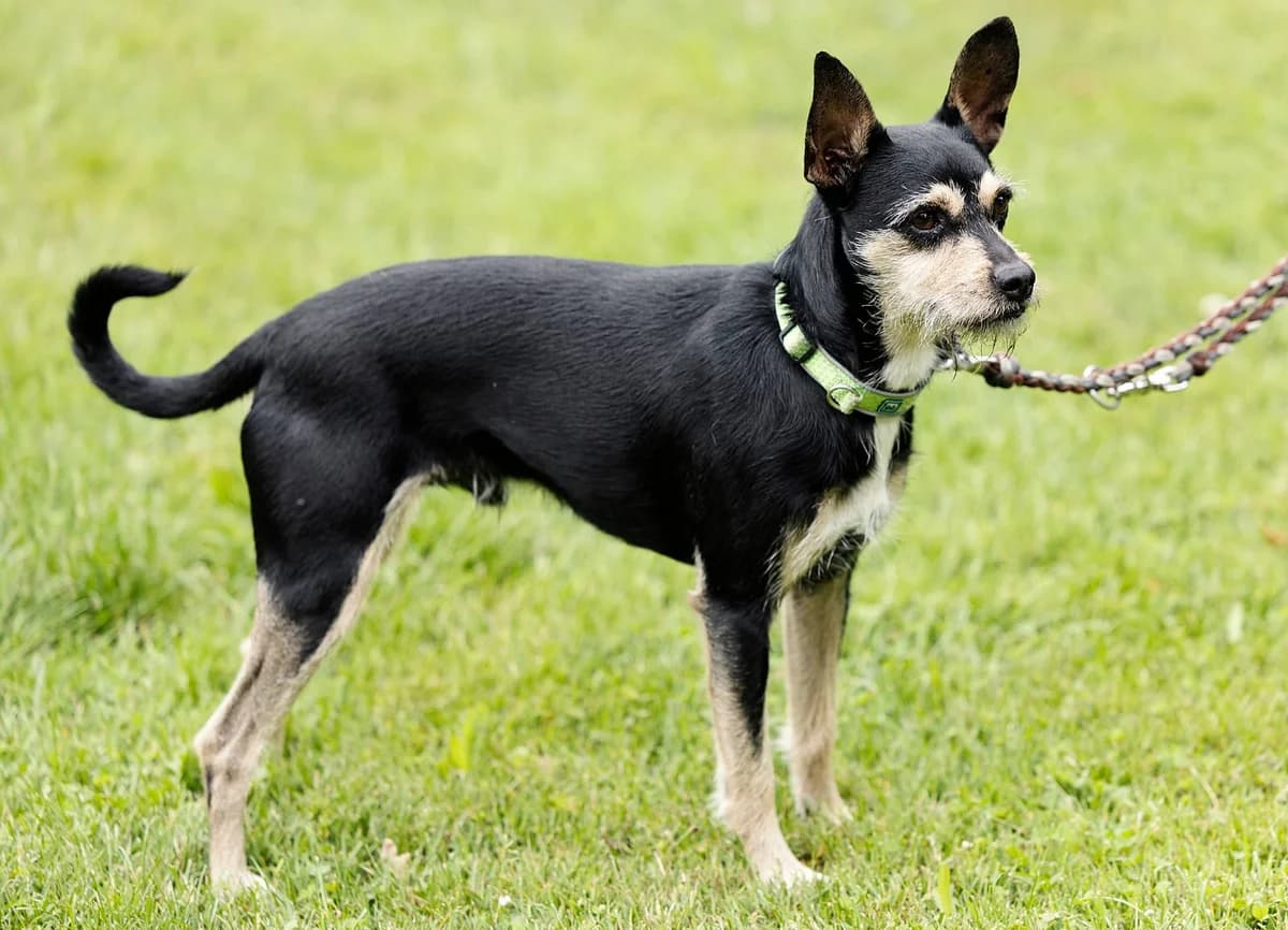 Patu, male mixed breed for adoption at Tierheim Bielefeld, Bielefeld — photo 2 of 4