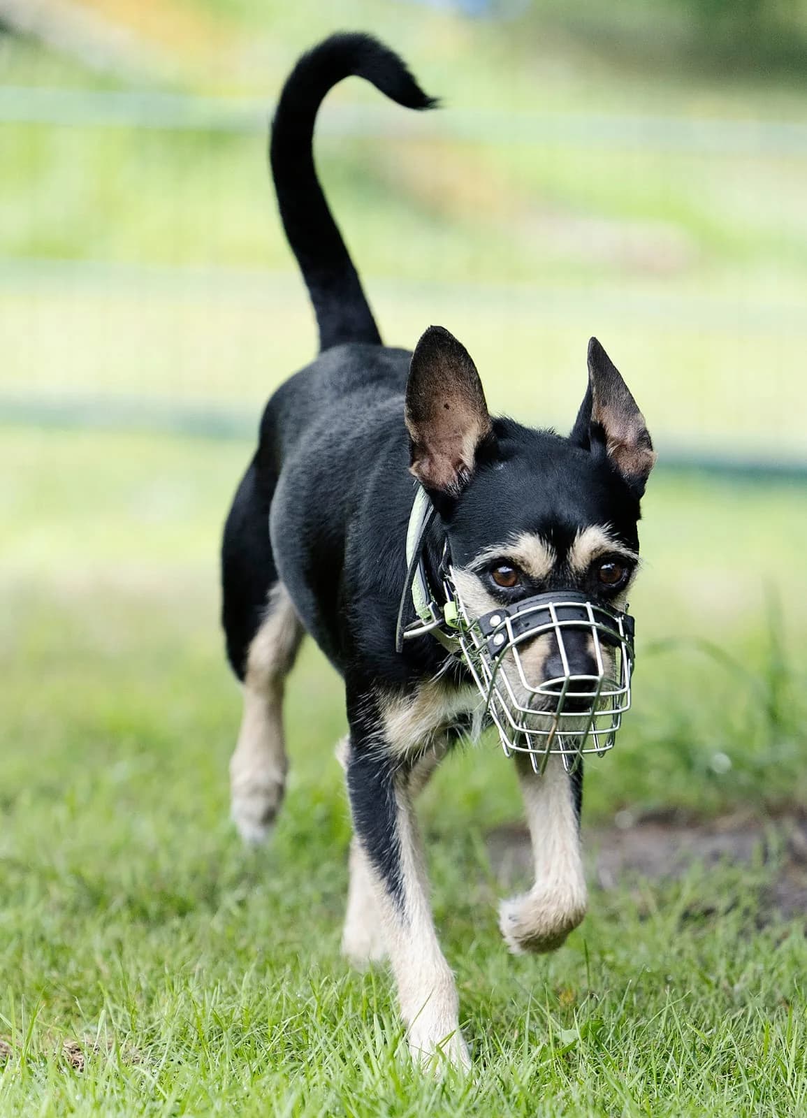 Patu, male mixed breed for adoption at Tierheim Bielefeld, Bielefeld — photo 3 of 4