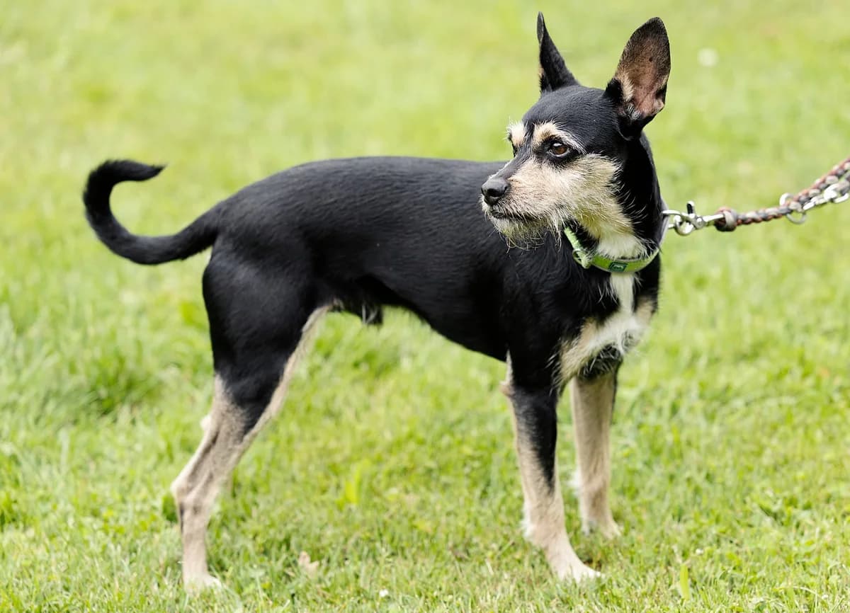 Patu, male mixed breed for adoption at Tierheim Bielefeld, Bielefeld — photo 4 of 4