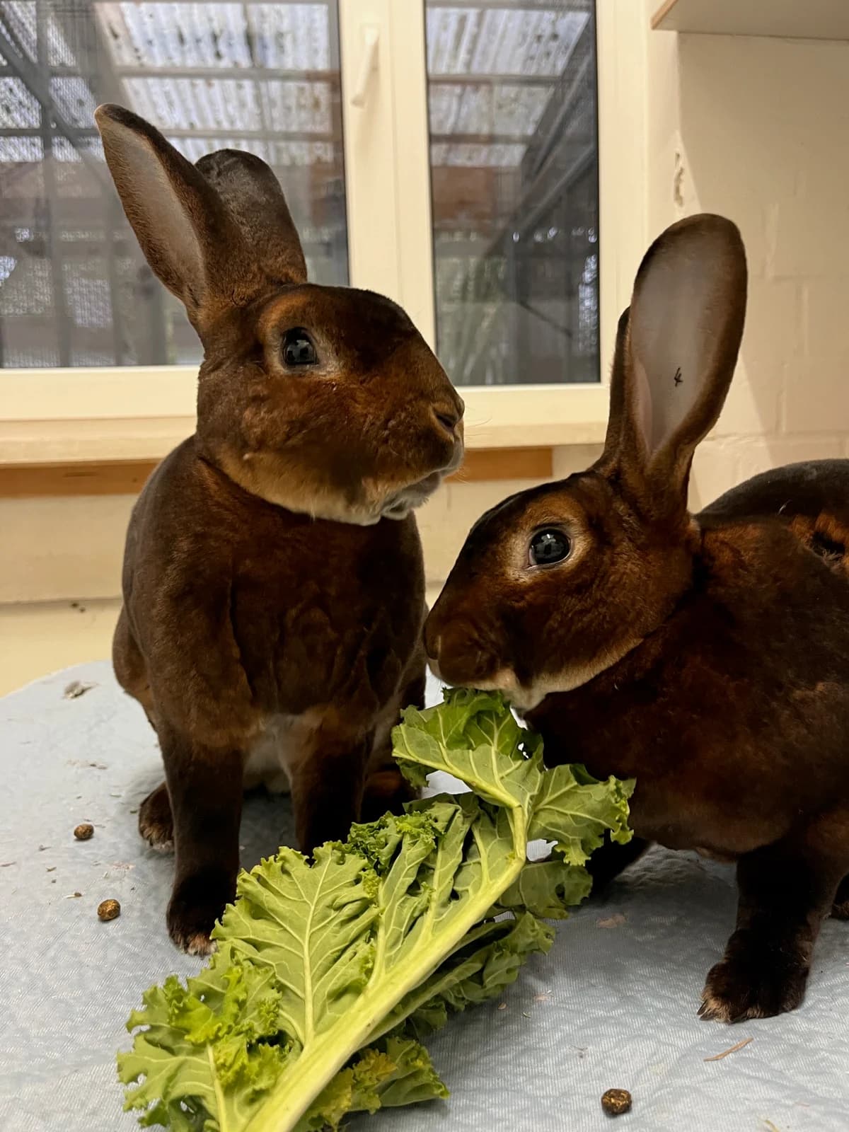 Amaretto (EC positiv), male Mixed Breed for adoption at Tierheim Bielefeld, Bielefeld