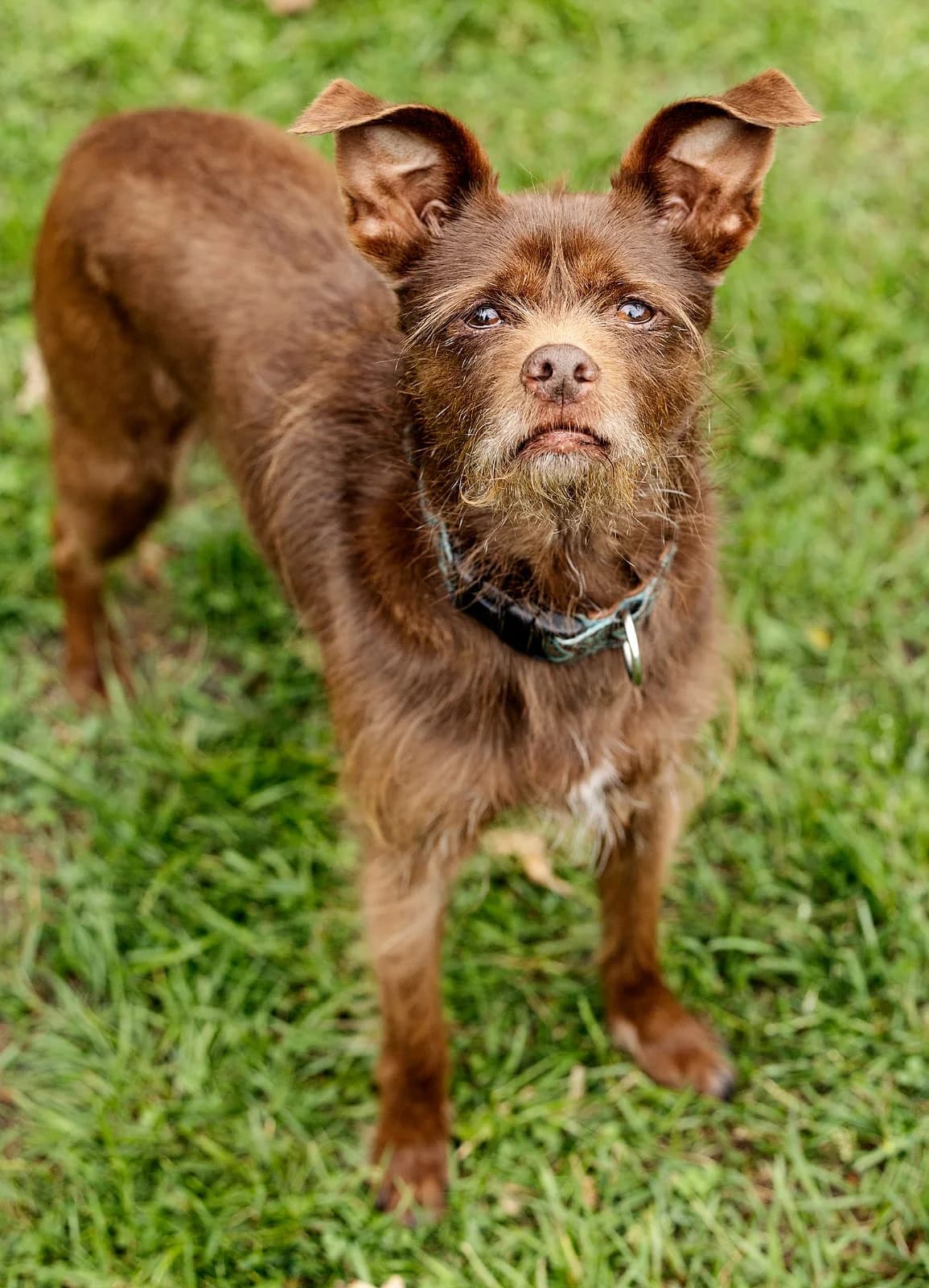 Keta, female 6yo Pomeranian for adoption at Tierheim Bielefeld, Bielefeld