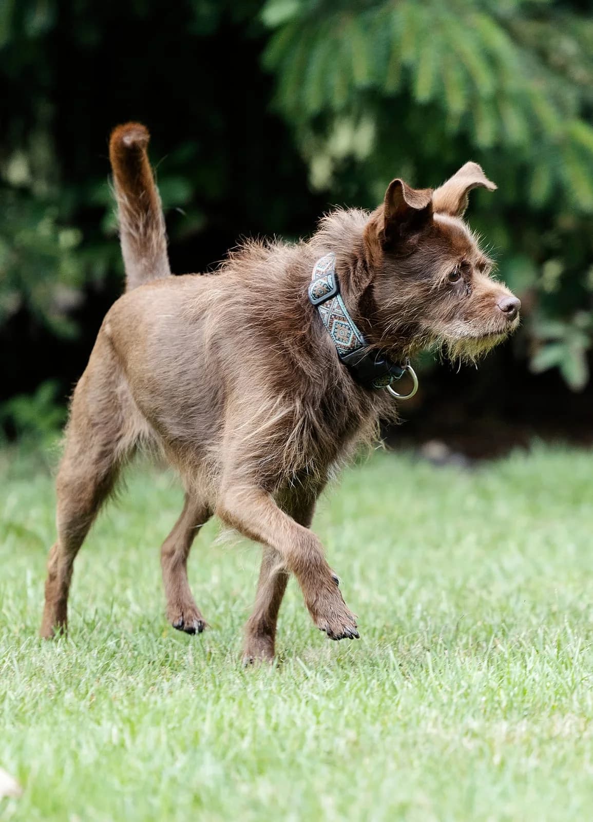 Dallas, female mixed breed for adoption at Tierheim Bielefeld, Bielefeld — photo 2 of 4