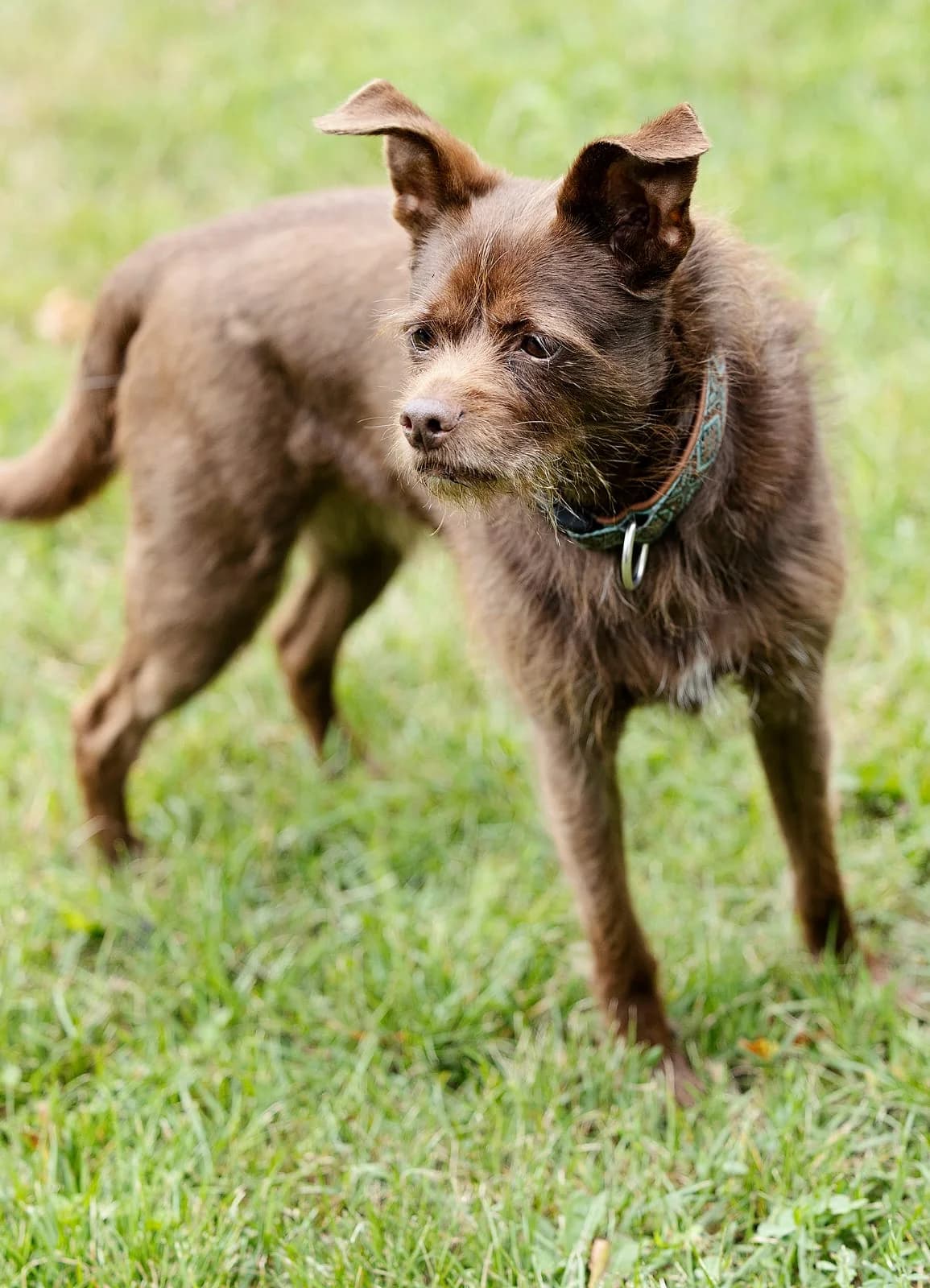 Dallas, female mixed breed for adoption at Tierheim Bielefeld, Bielefeld — photo 3 of 4