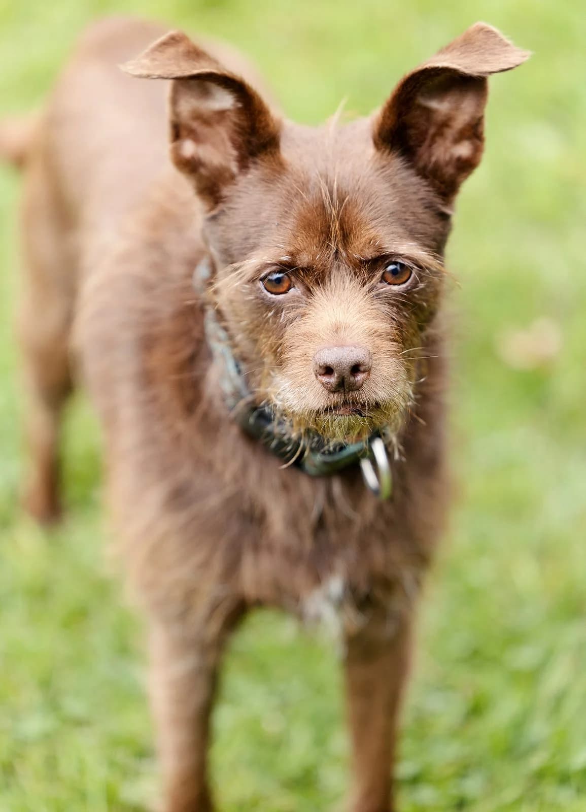 Dallas, female mixed breed for adoption at Tierheim Bielefeld, Bielefeld — photo 4 of 4