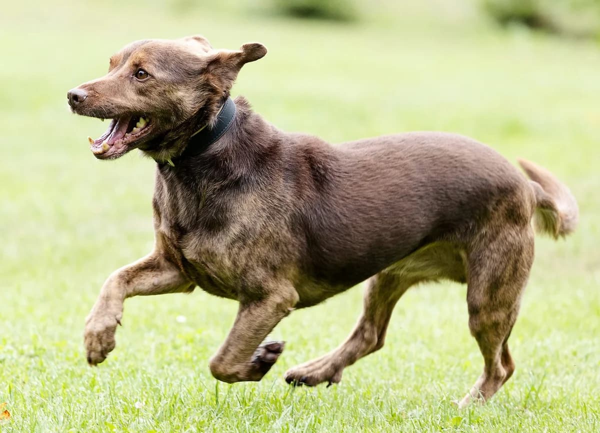 Luxor, male Mixed Breed for adoption at Tierheim Bielefeld, Bielefeld