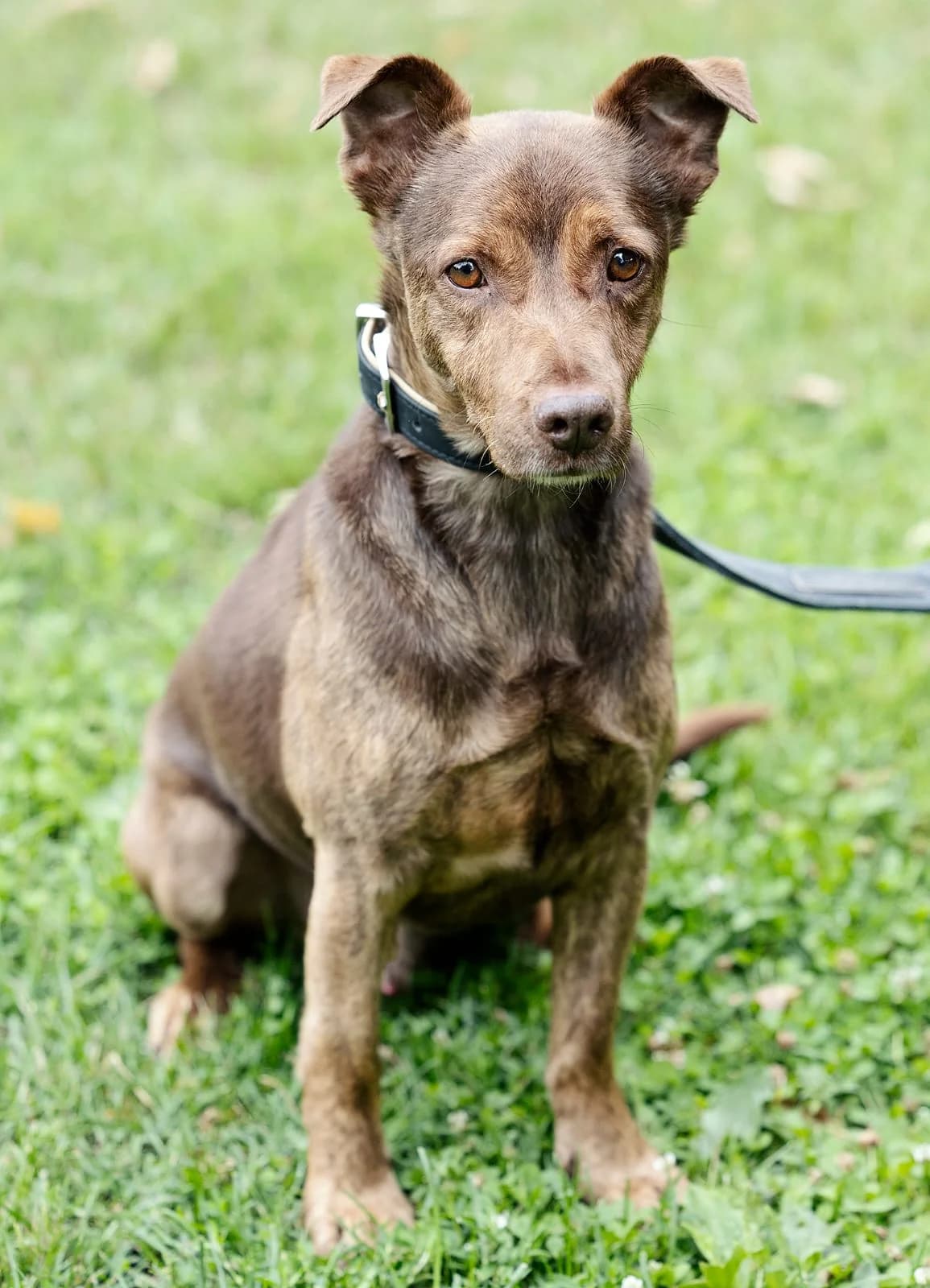 Luxor, male Mixed Breed for adoption at Tierheim Bielefeld, Bielefeld — photo 2 of 4