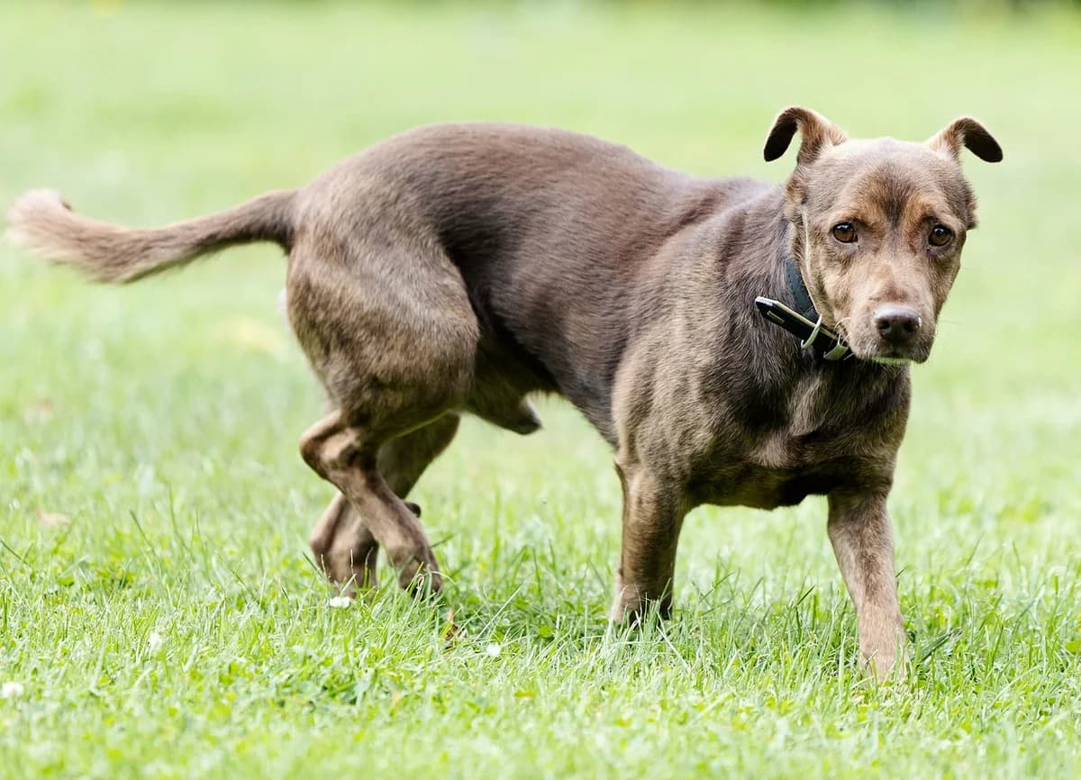 Luxor, male Mixed Breed for adoption at Tierheim Bielefeld, Bielefeld — photo 3 of 4