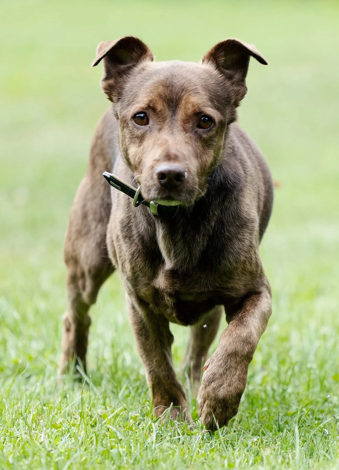 Luxor, male Mixed Breed for adoption at Tierheim Bielefeld, Bielefeld — photo 4 of 4
