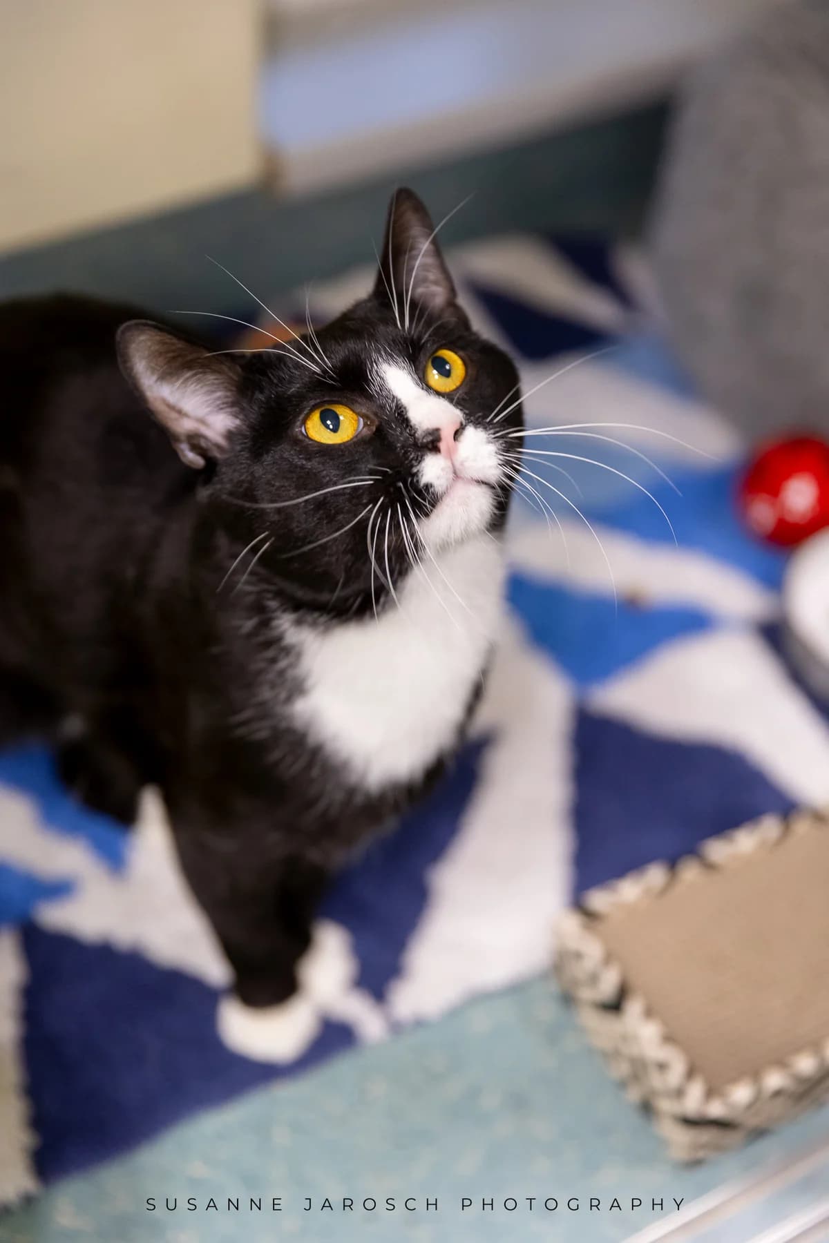 Einstein,  Mixed Breed for adoption at Tierheim Bielefeld, Bielefeld