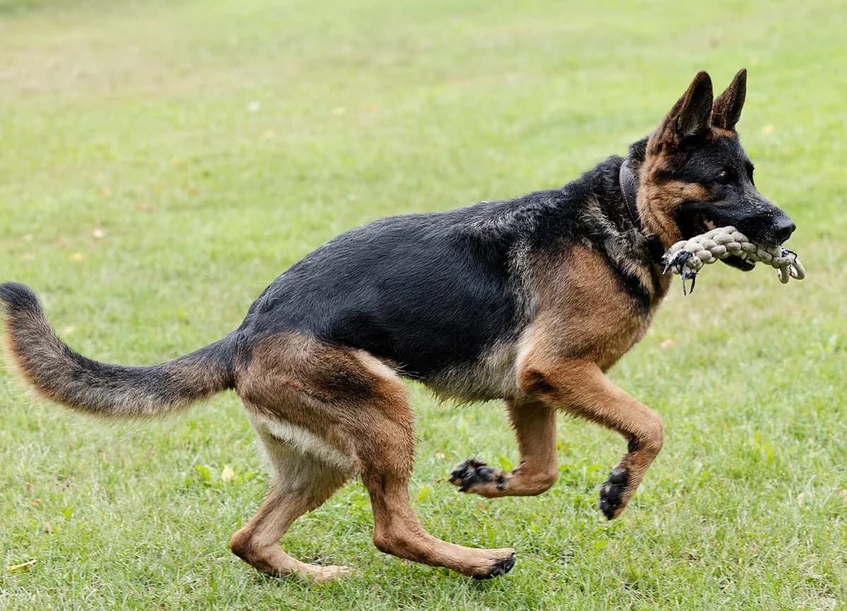 Zwiebel, female German Shepherd for adoption at Tierheim Bielefeld, Bielefeld — photo 2 of 5