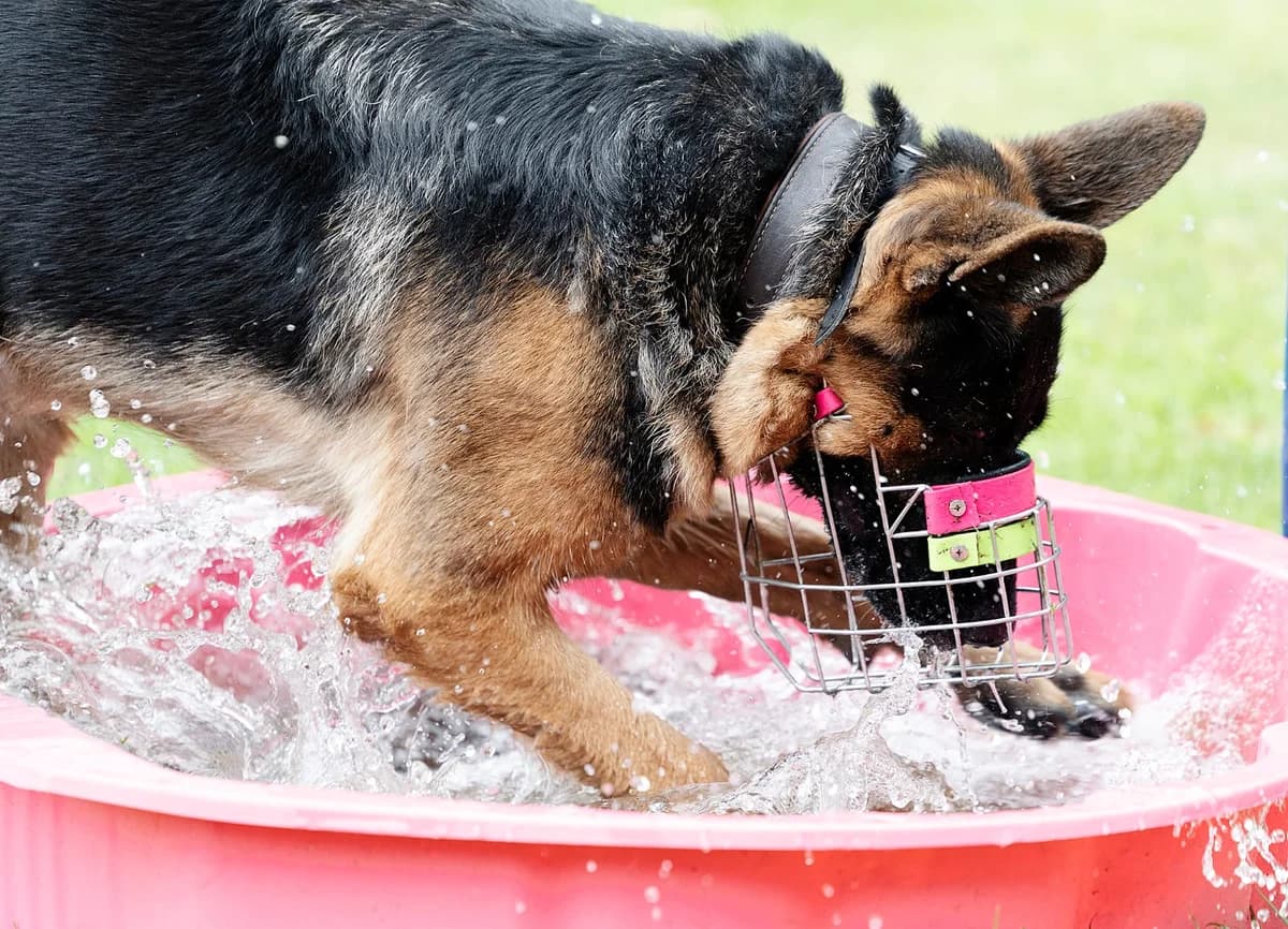 Zwiebel, female German Shepherd for adoption at Tierheim Bielefeld, Bielefeld — photo 3 of 5
