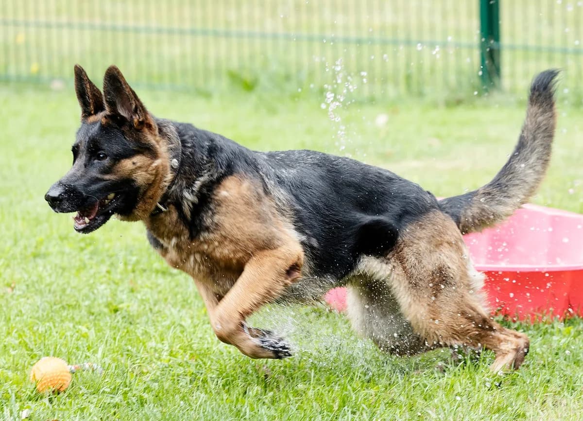 Zwiebel, female German Shepherd for adoption at Tierheim Bielefeld, Bielefeld — photo 4 of 5