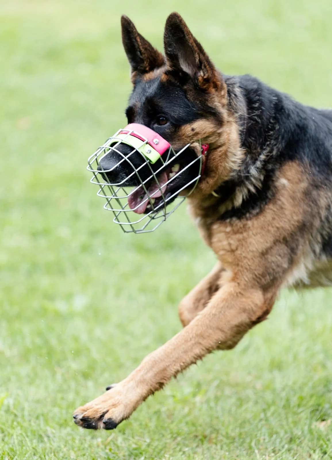 Zwiebel, female German Shepherd for adoption at Tierheim Bielefeld, Bielefeld — photo 5 of 5