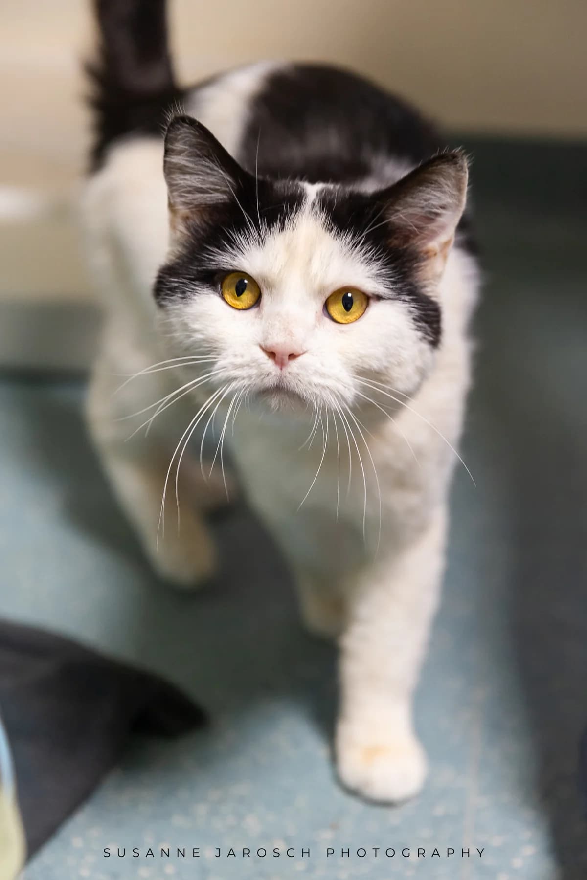 Pumkin & Petrie,  Mixed Breed for adoption at Tierheim Bielefeld, Bielefeld