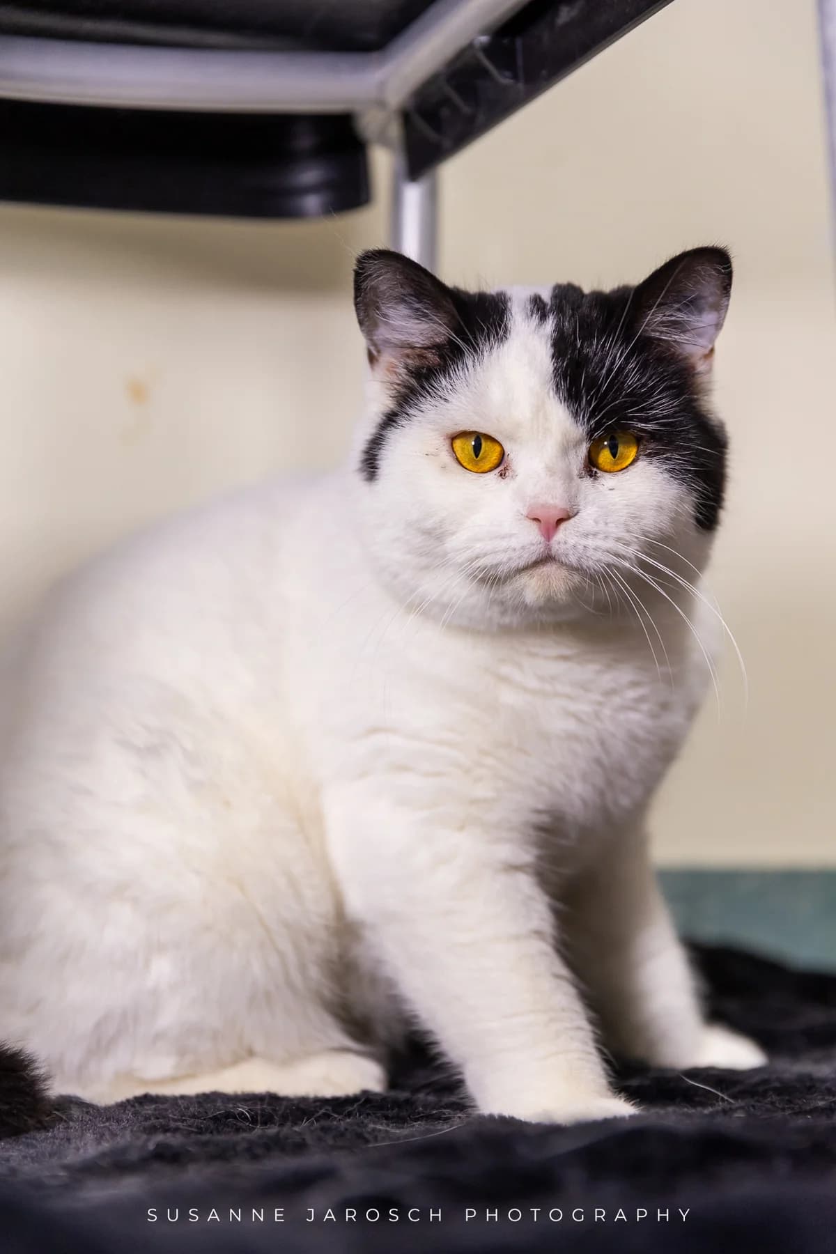 Pumkin & Petrie,  Mixed Breed for adoption at Tierheim Bielefeld, Bielefeld — photo 2 of 2