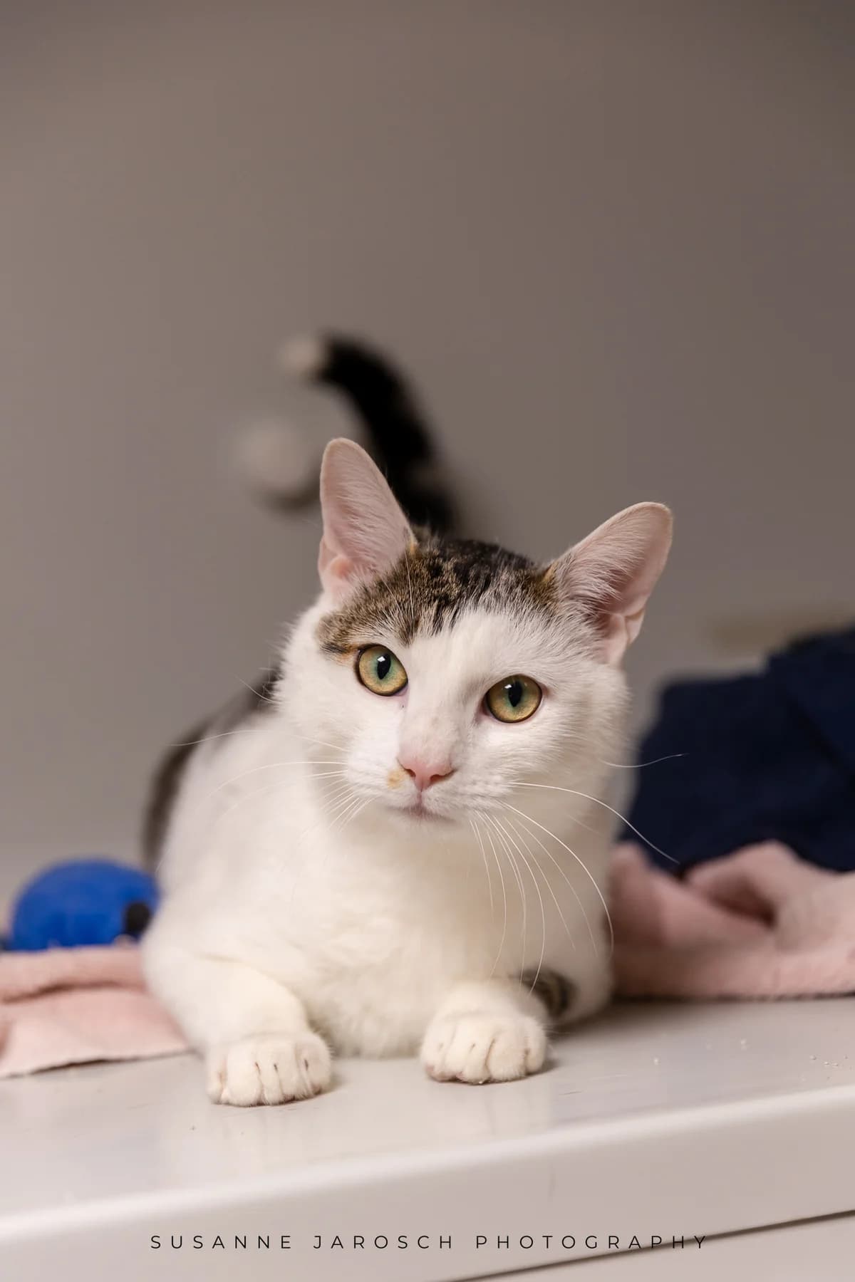 Mo,  Mixed Breed for adoption at Tierheim Bielefeld, Bielefeld