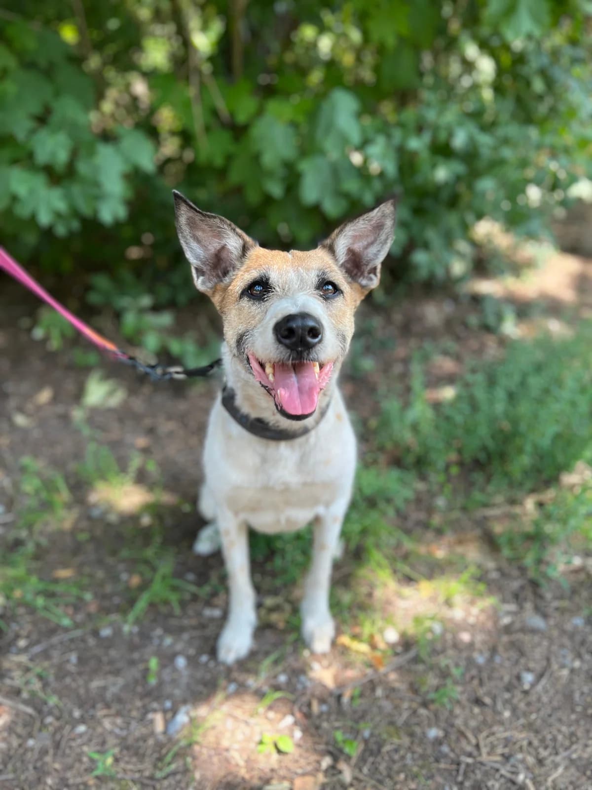 Furby, female Mixed Breed for adoption at Tierheim Bielefeld, Bielefeld