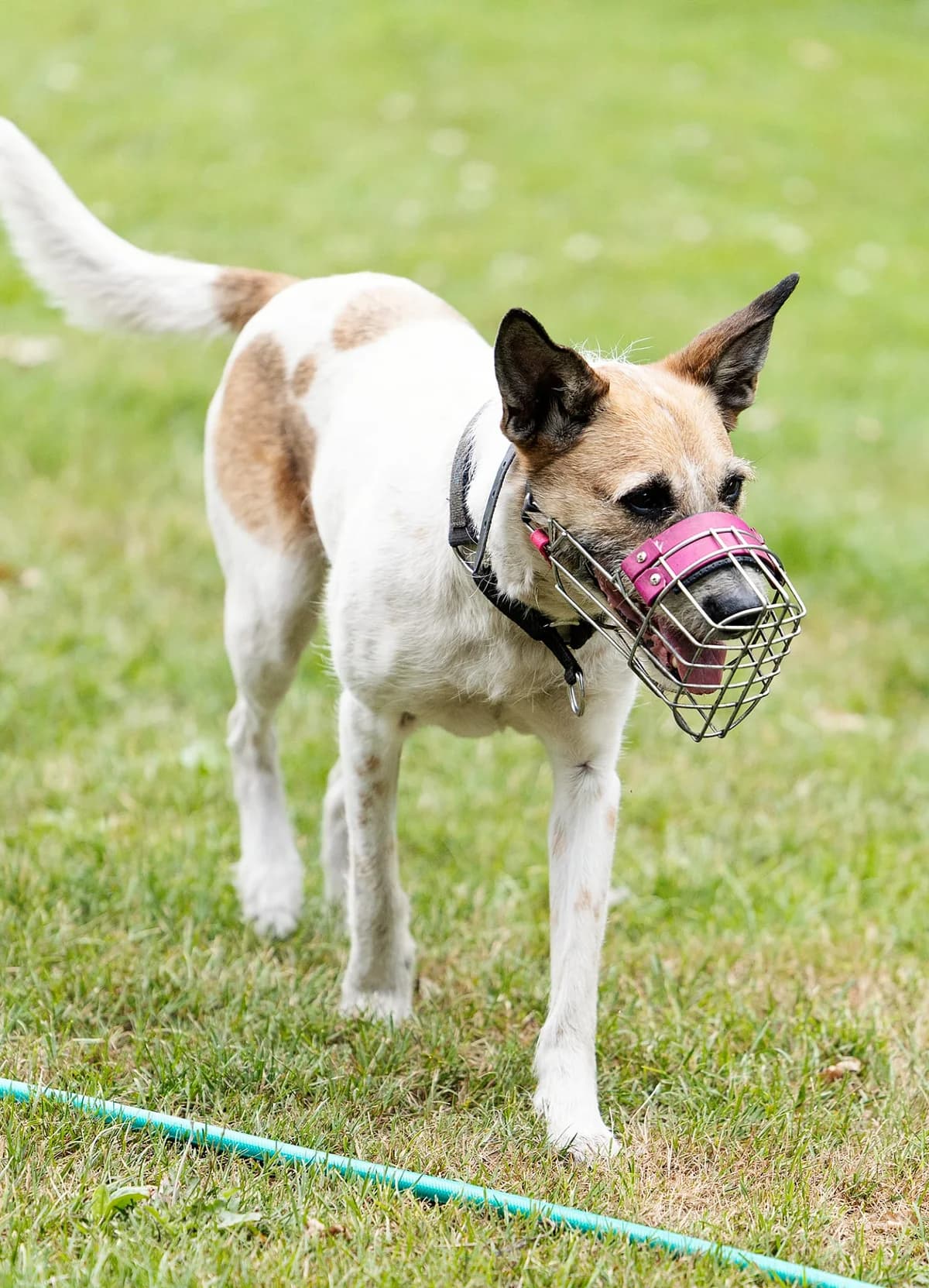Furby, female Mixed Breed for adoption at Tierheim Bielefeld, Bielefeld — photo 2 of 4