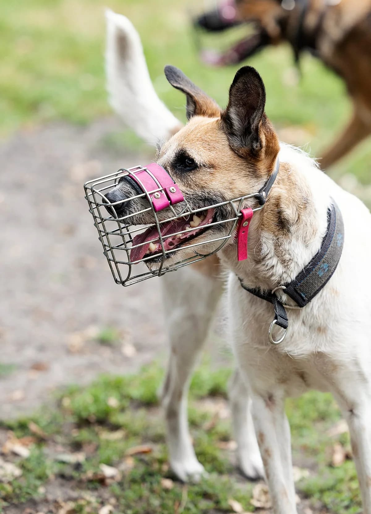 Furby, female Mixed Breed for adoption at Tierheim Bielefeld, Bielefeld — photo 3 of 4