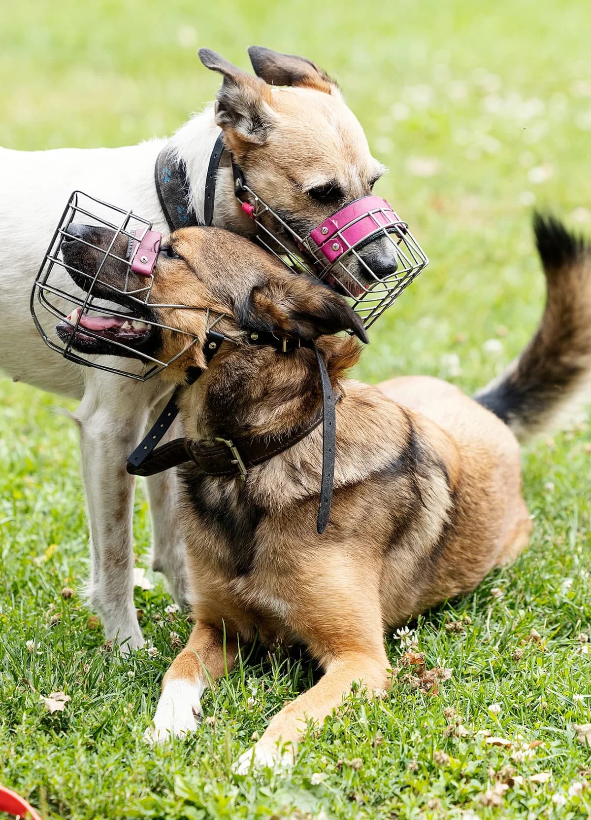 Furby, female Mixed Breed for adoption at Tierheim Bielefeld, Bielefeld — photo 4 of 4