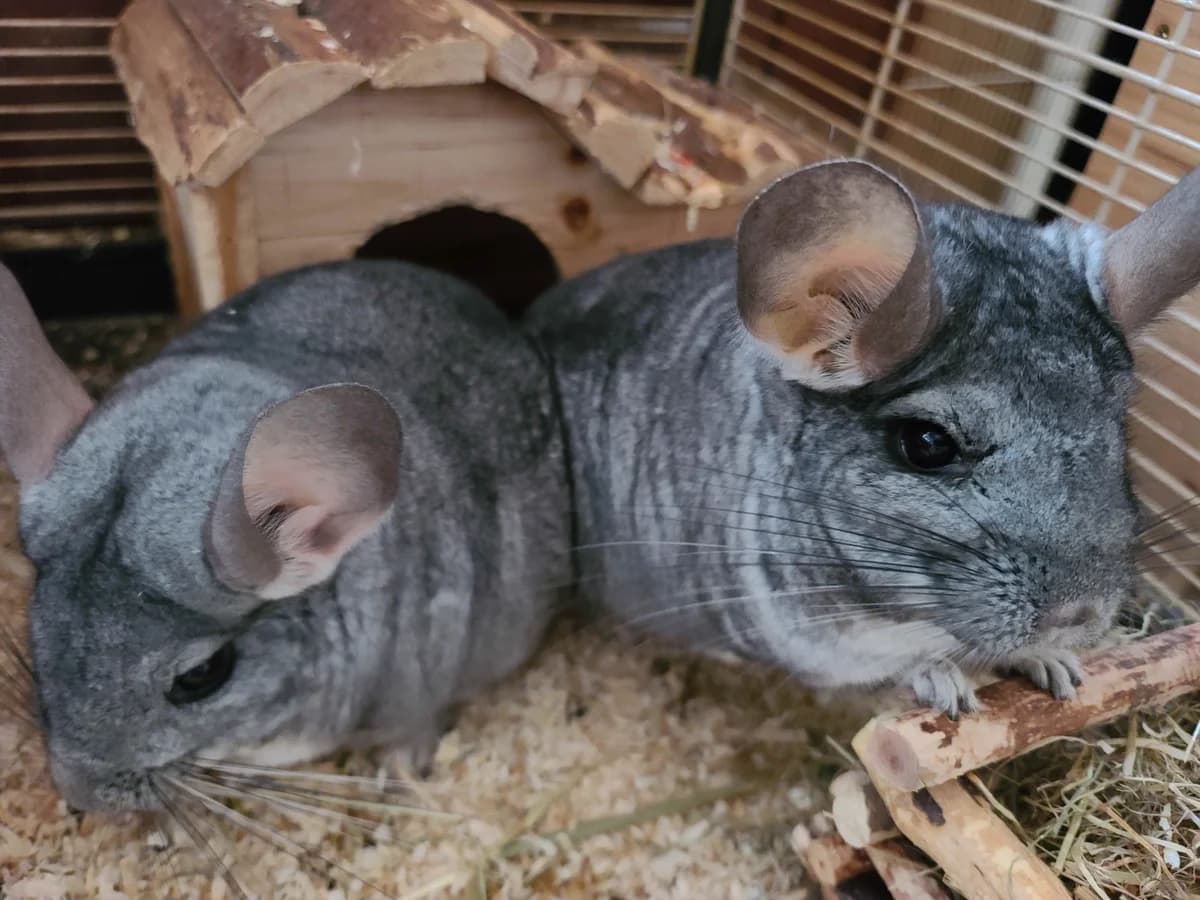 Kai-Uwe und Horst-Barbara, male Chinchilla for adoption at Tierheim Bielefeld, Bielefeld
