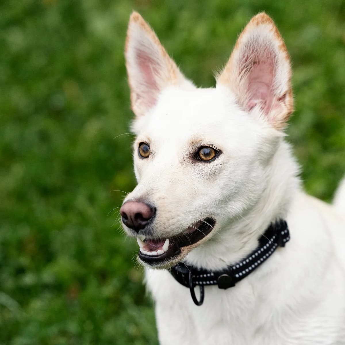 Ivy, female Mixed Breed for adoption at Tierheim Bielefeld, Bielefeld