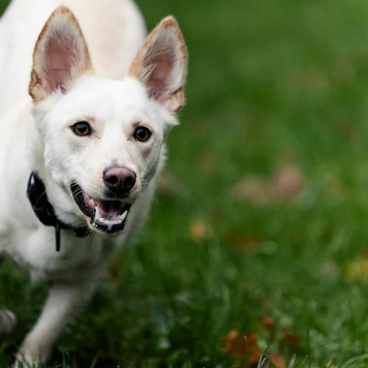 Ivy, female Mixed Breed for adoption at Tierheim Bielefeld, Bielefeld — photo 2 of 6