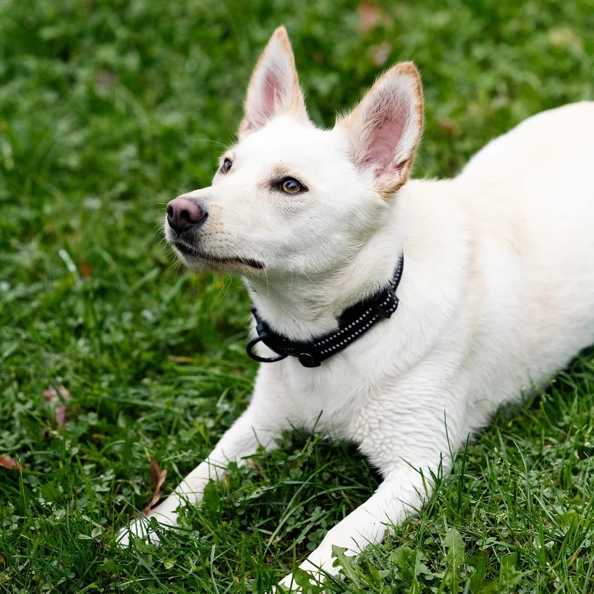 Ivy, female Mixed Breed for adoption at Tierheim Bielefeld, Bielefeld — photo 3 of 6