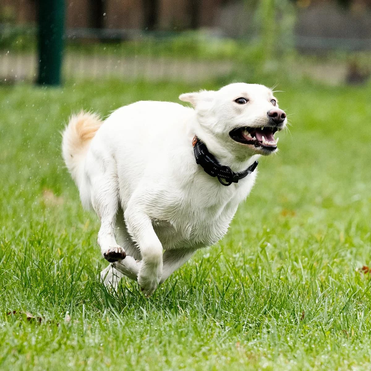 Ivy, female Mixed Breed for adoption at Tierheim Bielefeld, Bielefeld — photo 4 of 6