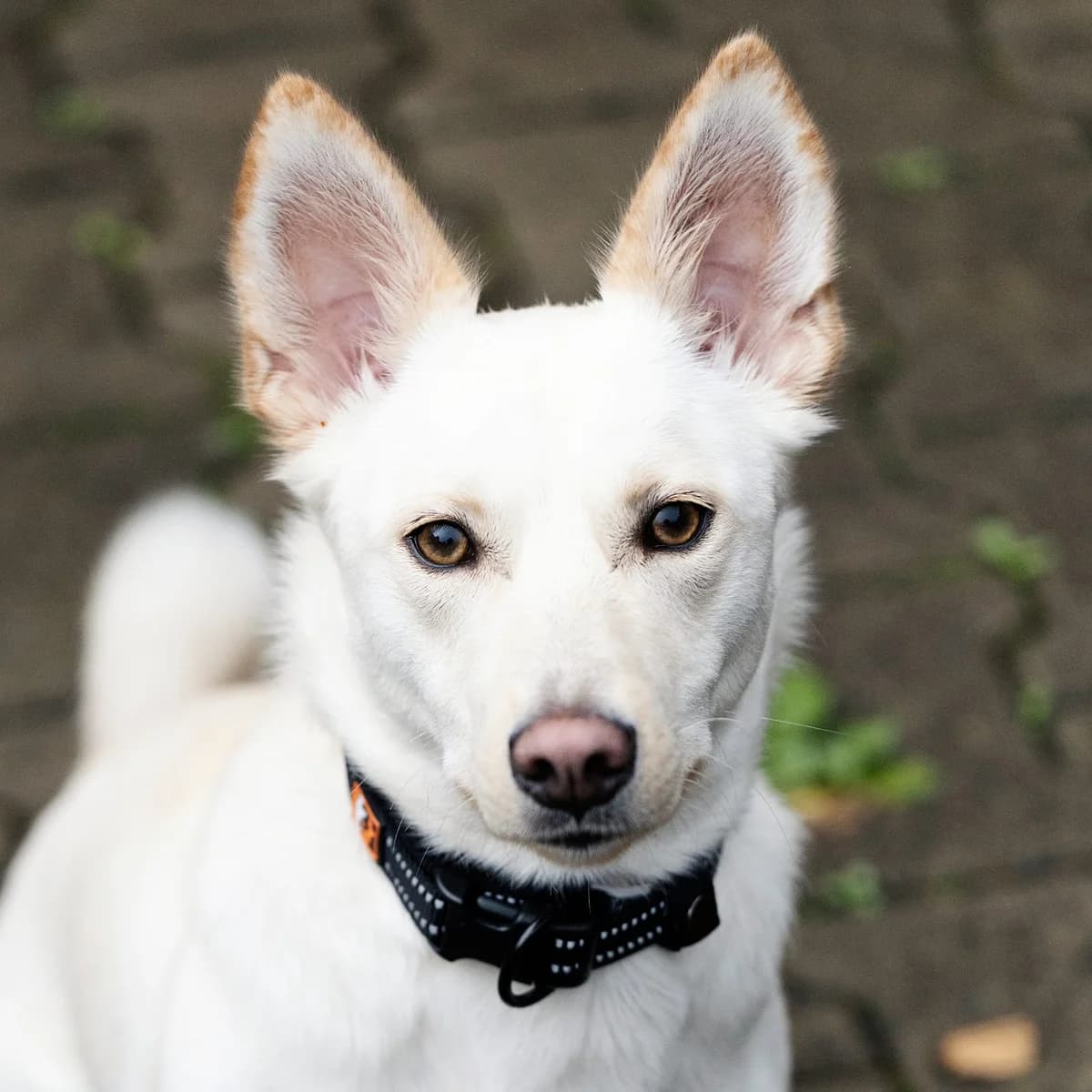 Ivy, female Mixed Breed for adoption at Tierheim Bielefeld, Bielefeld — photo 5 of 6