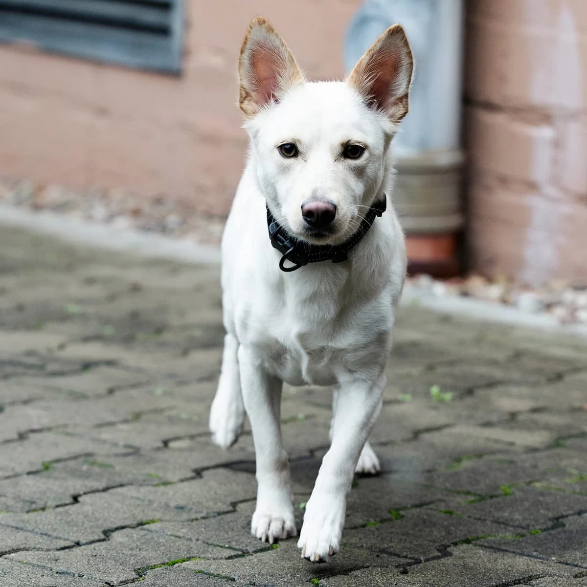 Ivy, female Mixed Breed for adoption at Tierheim Bielefeld, Bielefeld — photo 6 of 6