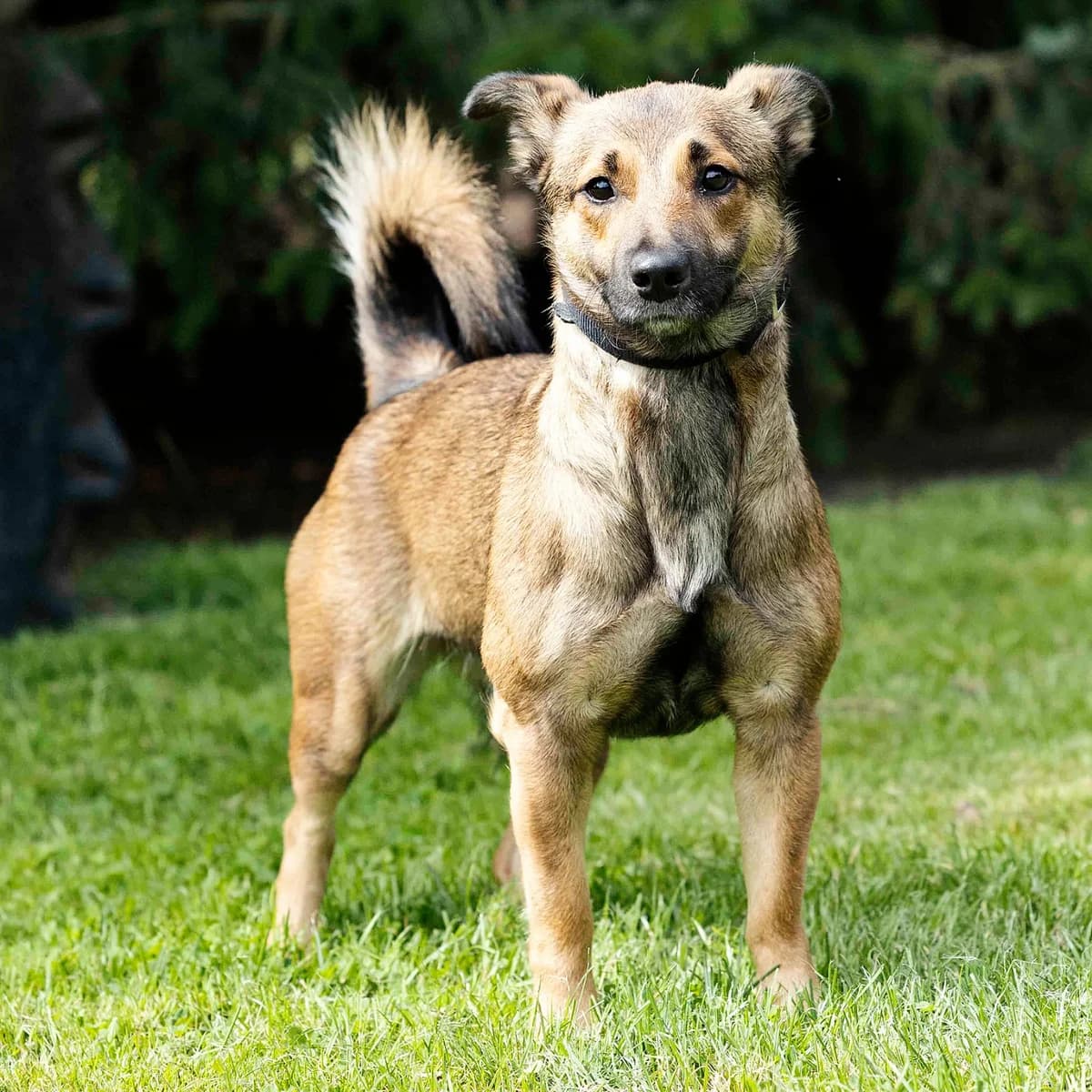 Patu, male senior Pomeranian for adoption at Tierheim Bielefeld, Bielefeld