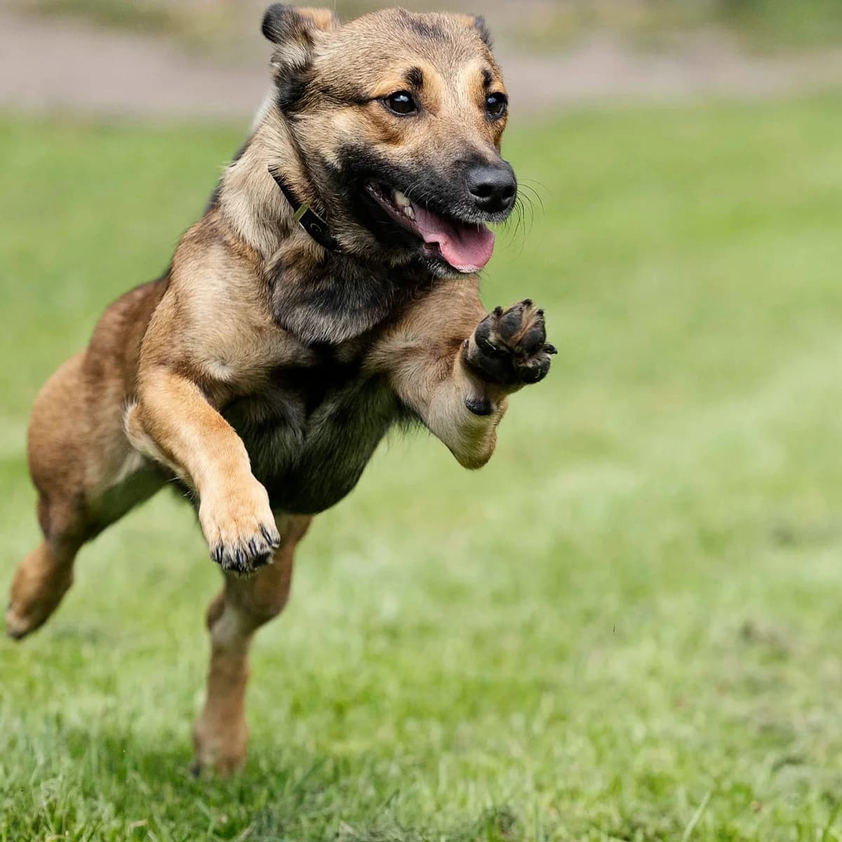 Hanni, female Mixed Breed for adoption at Tierheim Bielefeld, Bielefeld — photo 2 of 5