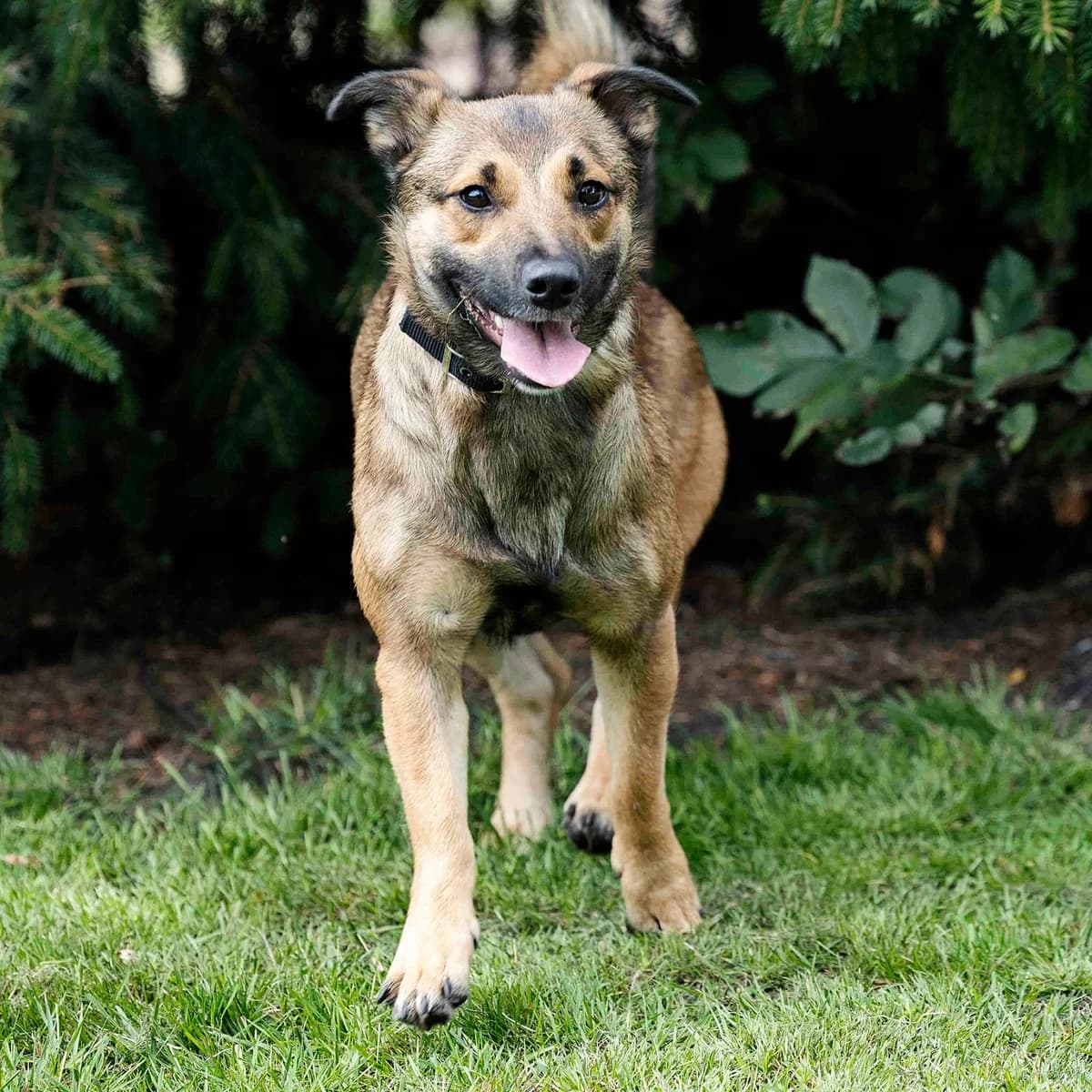 Hanni, female Mixed Breed for adoption at Tierheim Bielefeld, Bielefeld — photo 3 of 5
